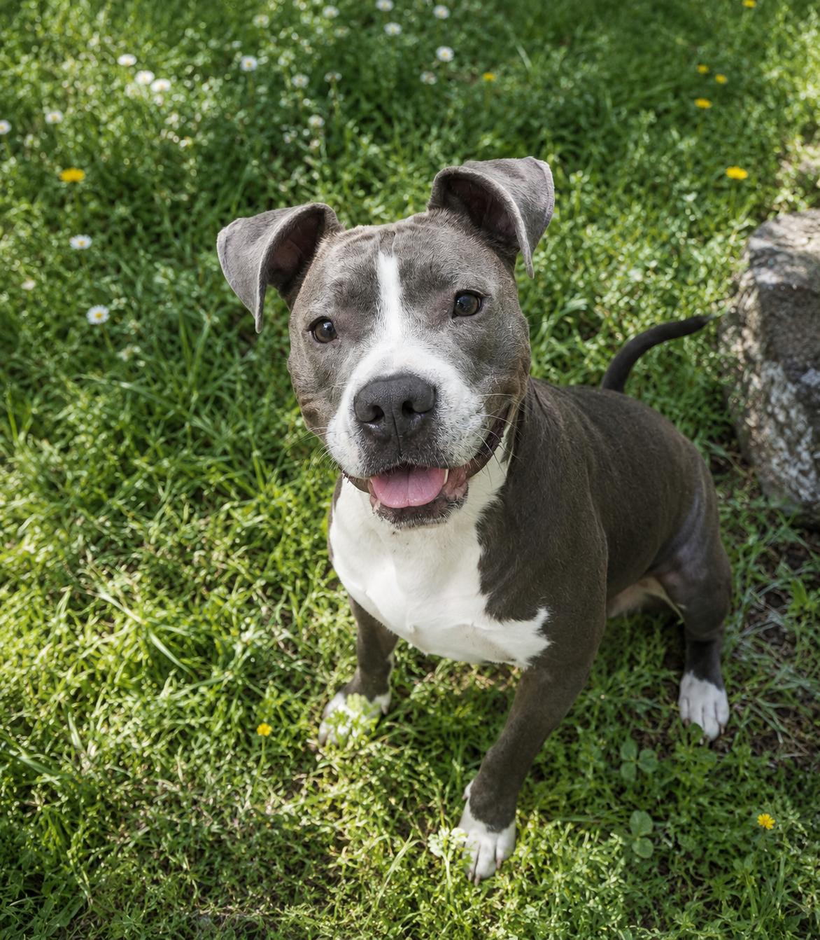 Cocoa, Adoptable, Adult Female American Staffordshire Terrier & Pit Bull Terrier.