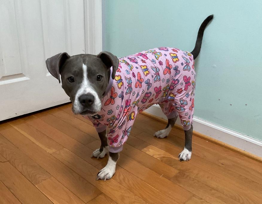Enlarge Cocoa, a Adoptable mixed breed in Baltimore, MD image 2/3