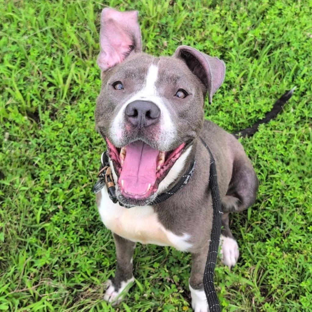 Enlarge Cocoa, a Adoptable mixed breed in Baltimore, MD image 3/3