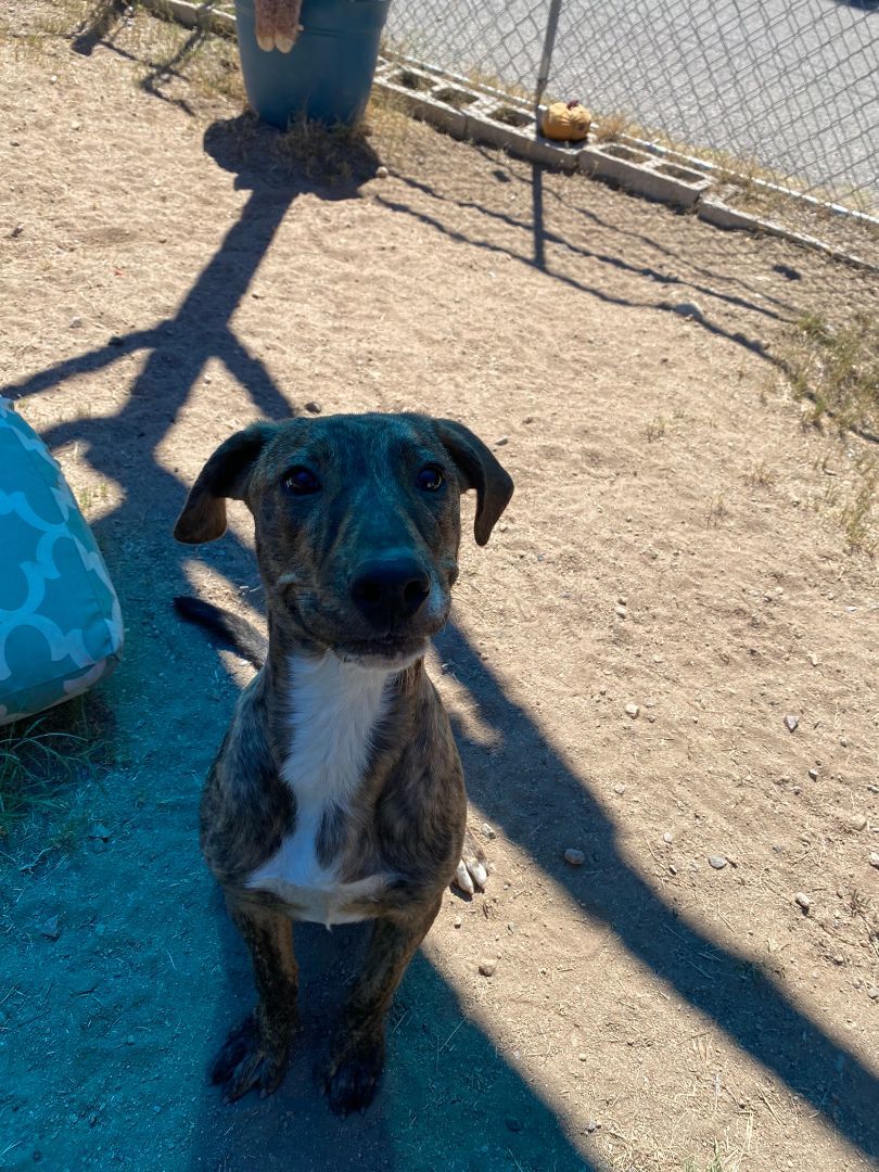 Taco, a Adoptable mixed breed in Nogales, AZ image 1/5
