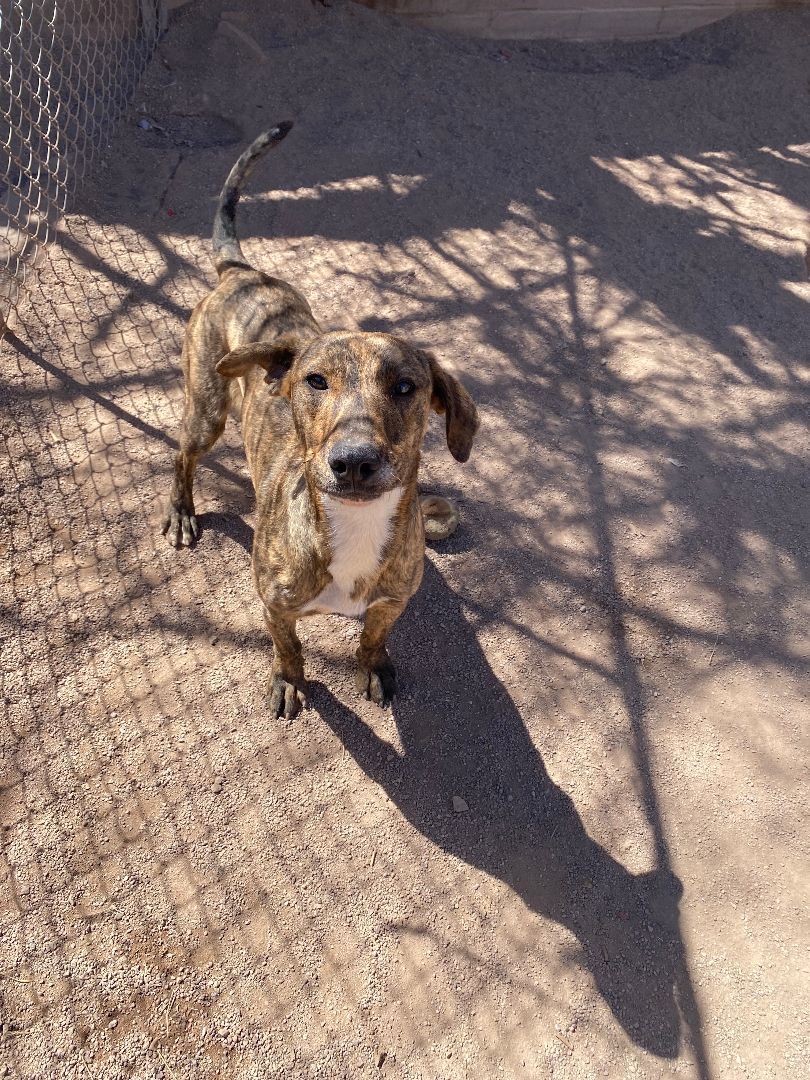 Taco, a Adoptable mixed breed in Nogales, AZ image 2/5