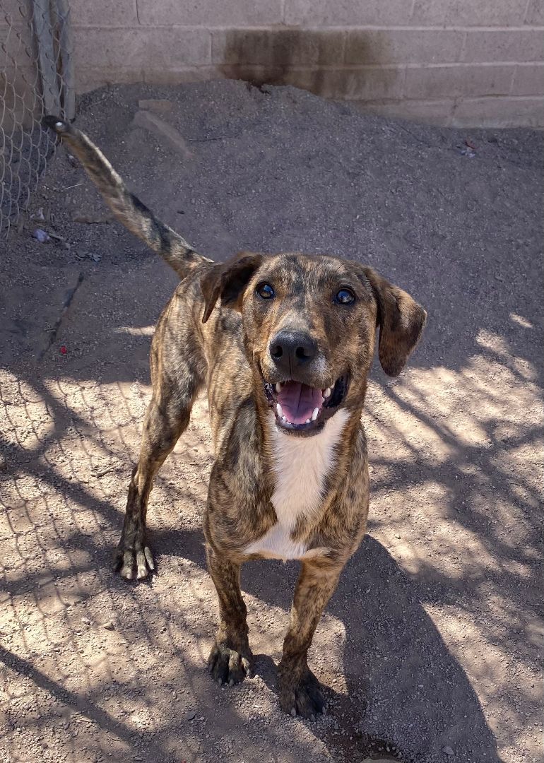 Taco, a Adoptable mixed breed in Nogales, AZ image 4/5