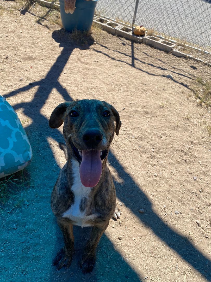 Taco, a Adoptable mixed breed in Nogales, AZ image 5/5