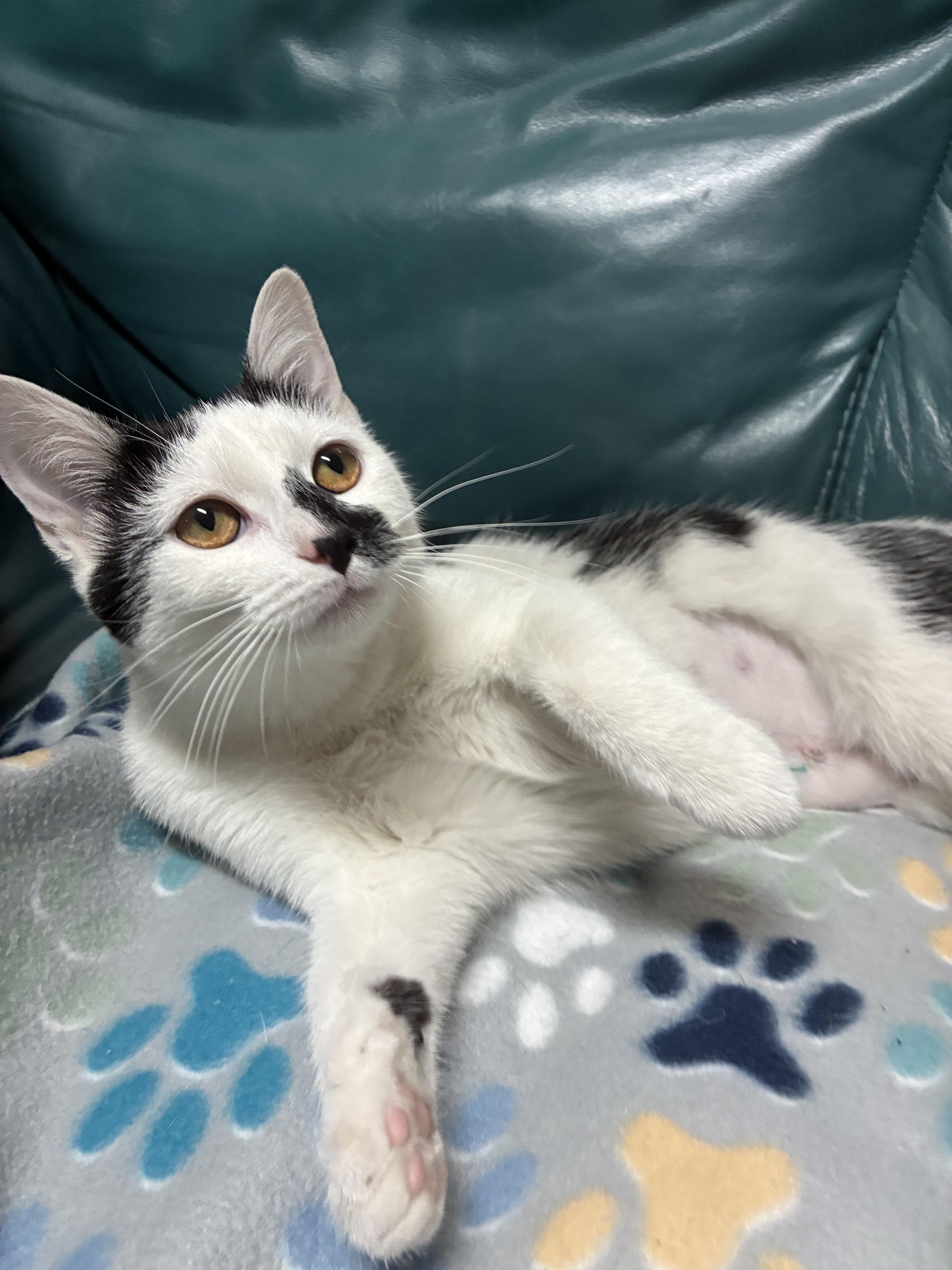 Cal - ADOPTION PENDING, Adopted, Young Male Domestic Short Hair.