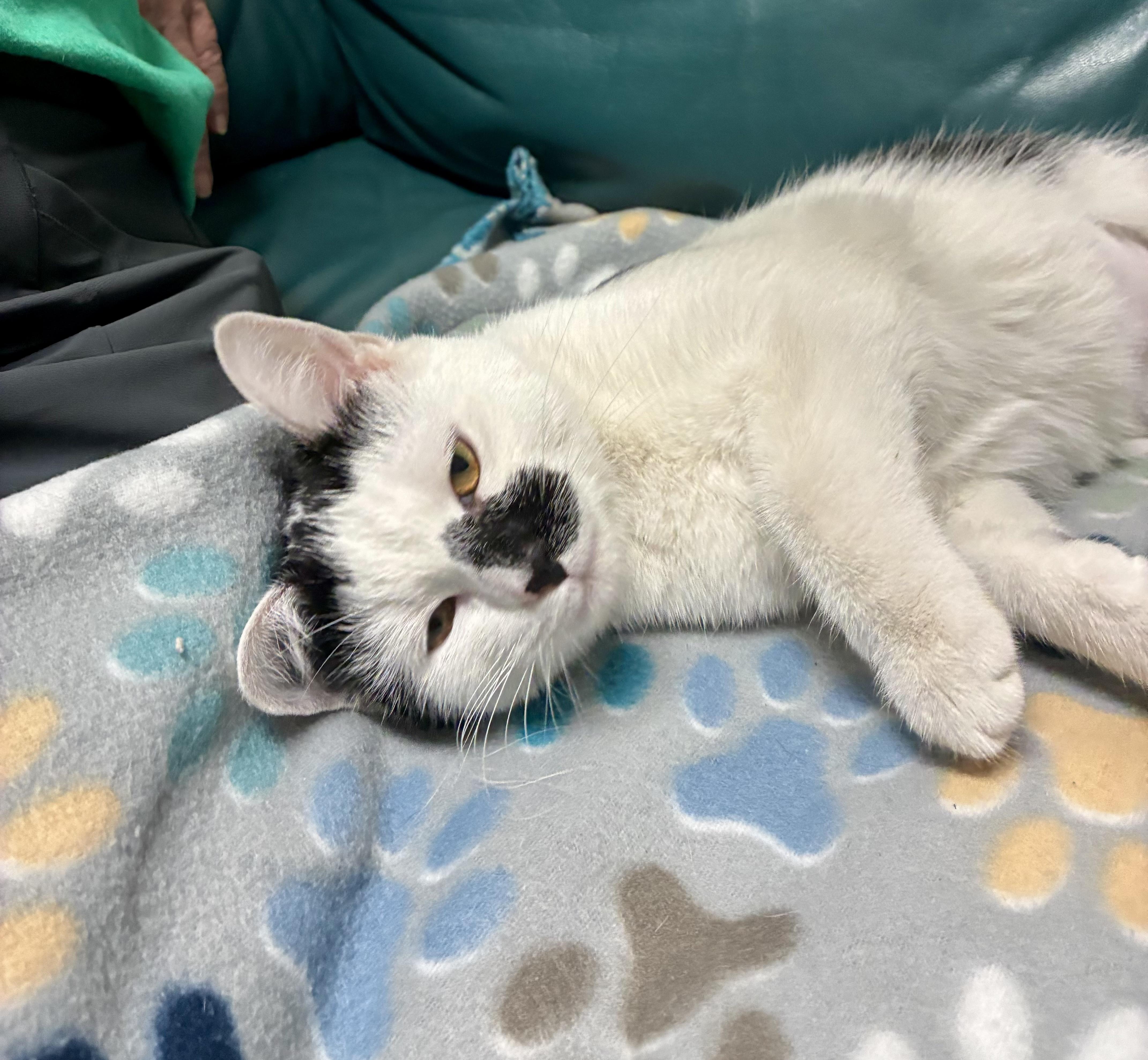 Enlarge Cal - ADOPTION PENDING, a Adopted Domestic Short Hair in Cincinnati, OH image 4/5