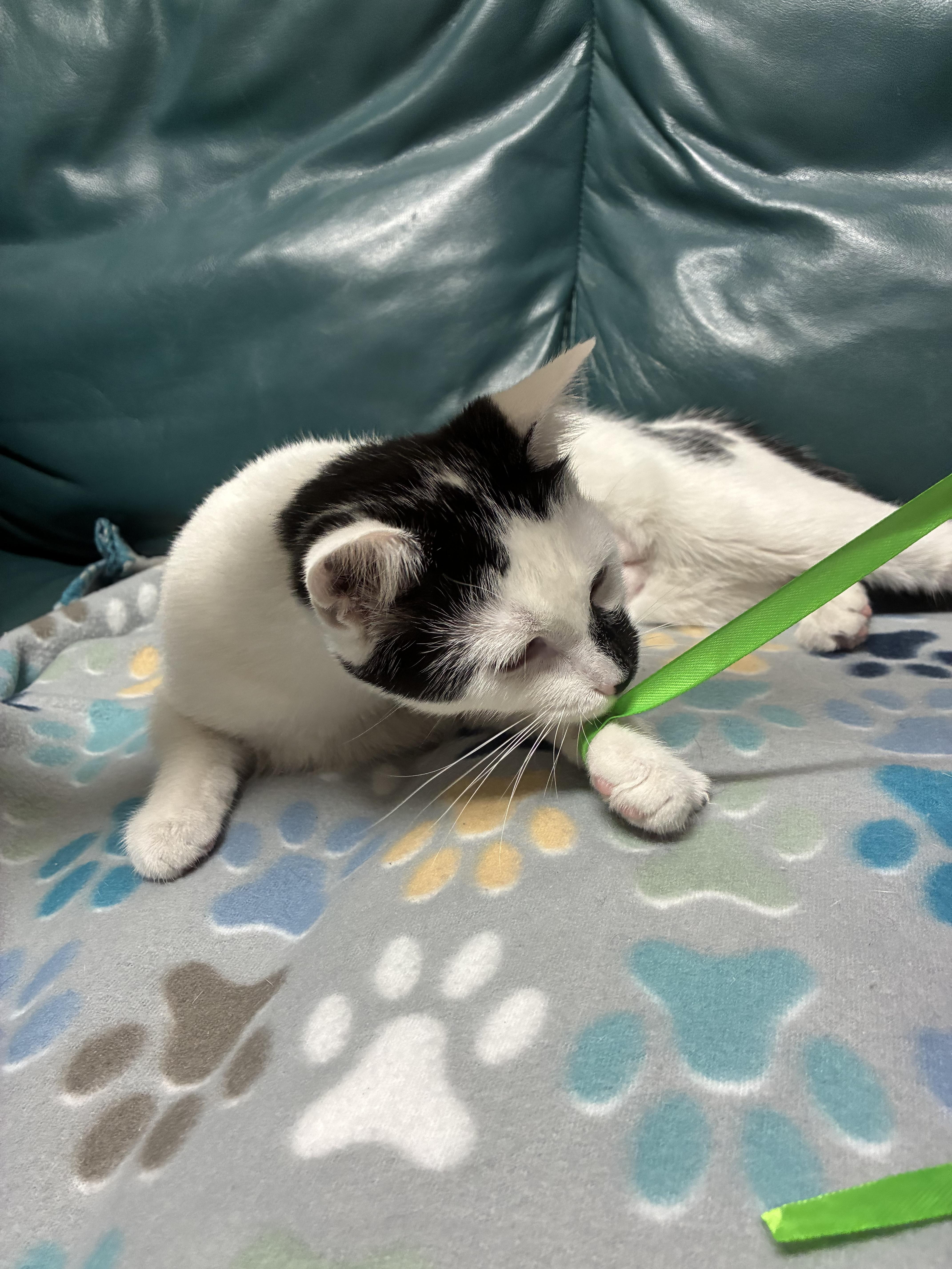 Enlarge Cal - ADOPTION PENDING, a Adopted Domestic Short Hair in Cincinnati, OH image 2/5