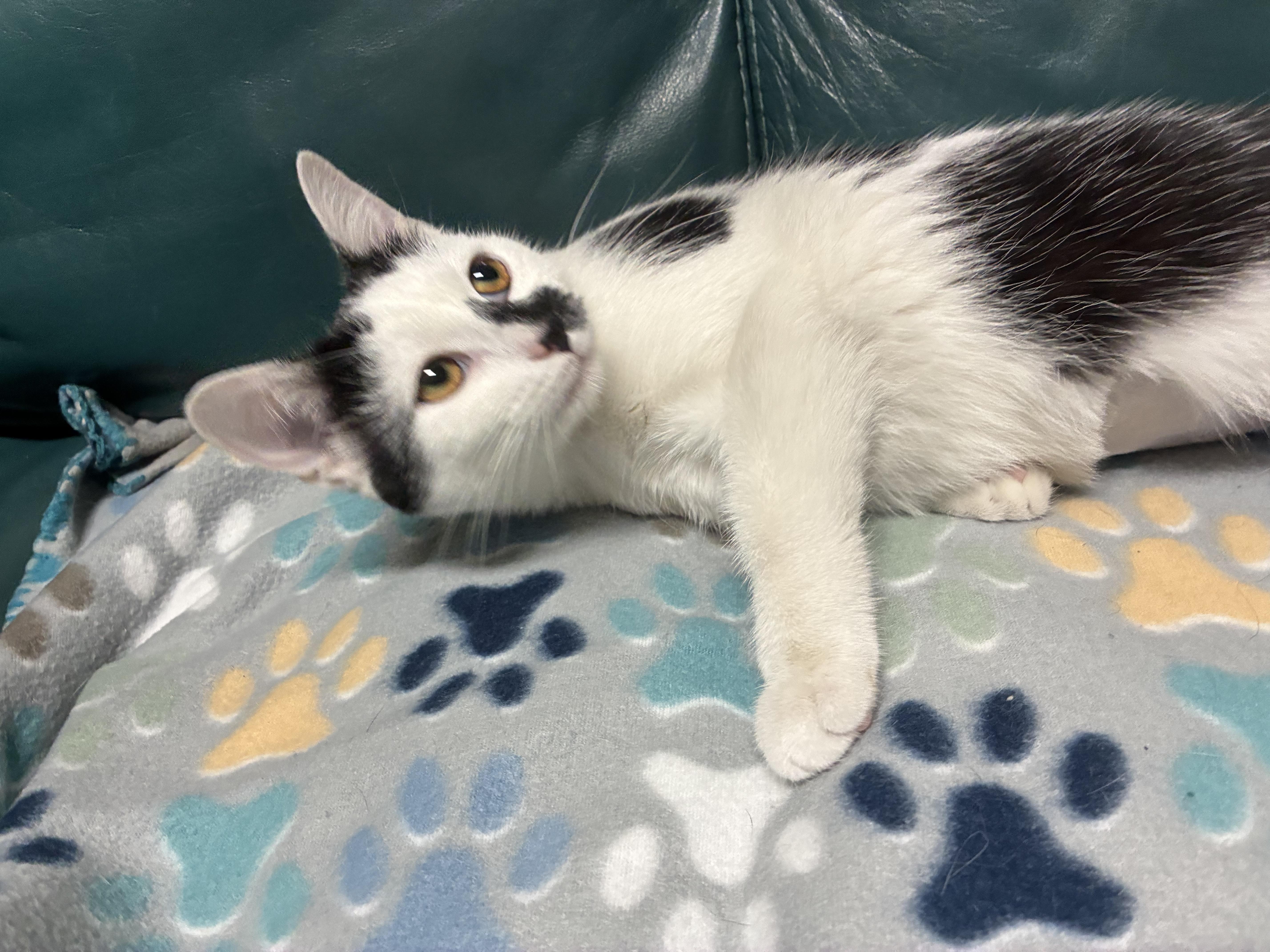 Enlarge Cal - ADOPTION PENDING, a Adopted Domestic Short Hair in Cincinnati, OH image 3/5