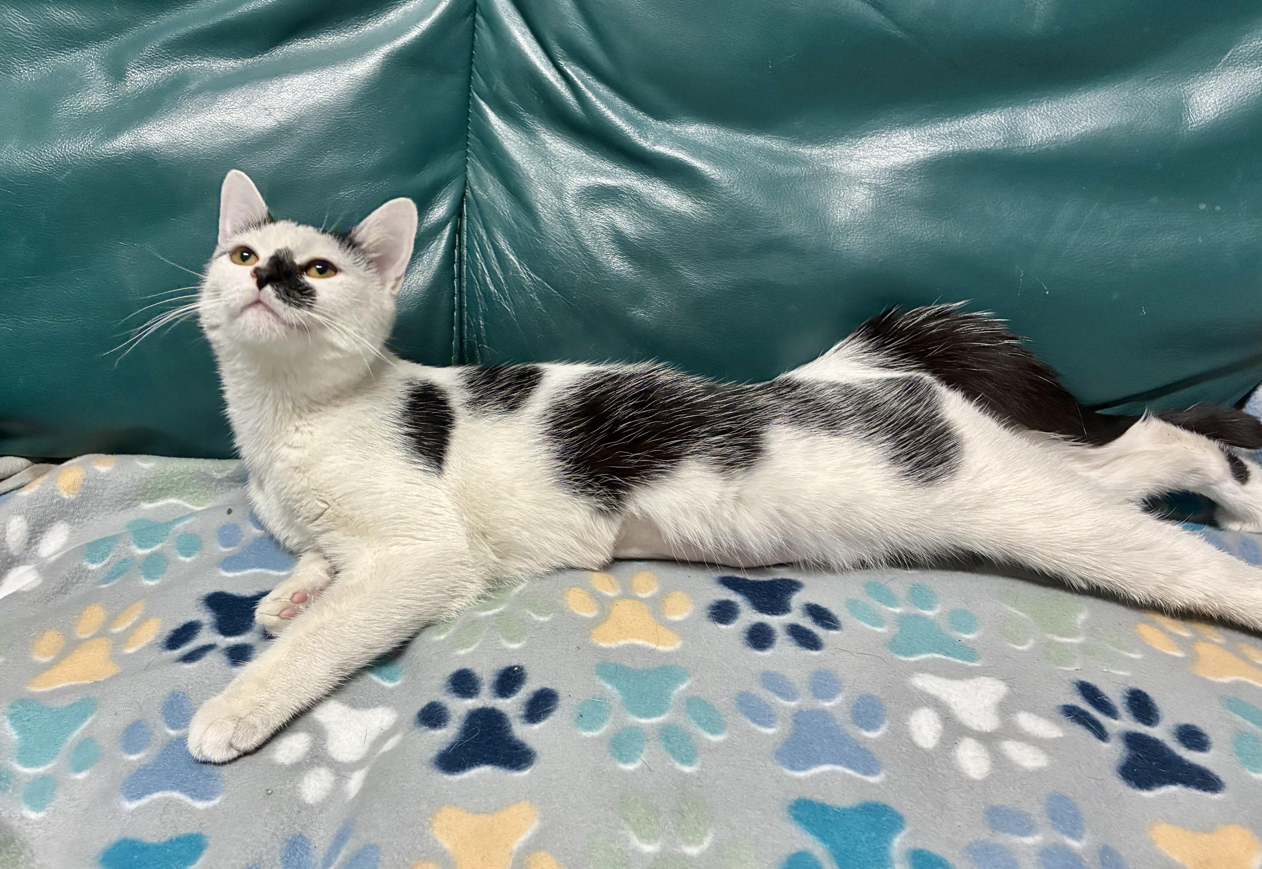 Enlarge Cal - ADOPTION PENDING, a Adopted Domestic Short Hair in Cincinnati, OH image 5/5