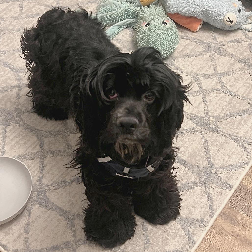 Enlarge Elroy, a Adoptable Cocker Spaniel in Crystal, MN image 1/2