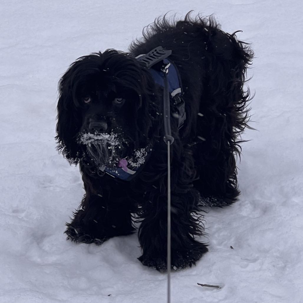 Enlarge Elroy, a Adoptable Cocker Spaniel in Crystal, MN image 2/2