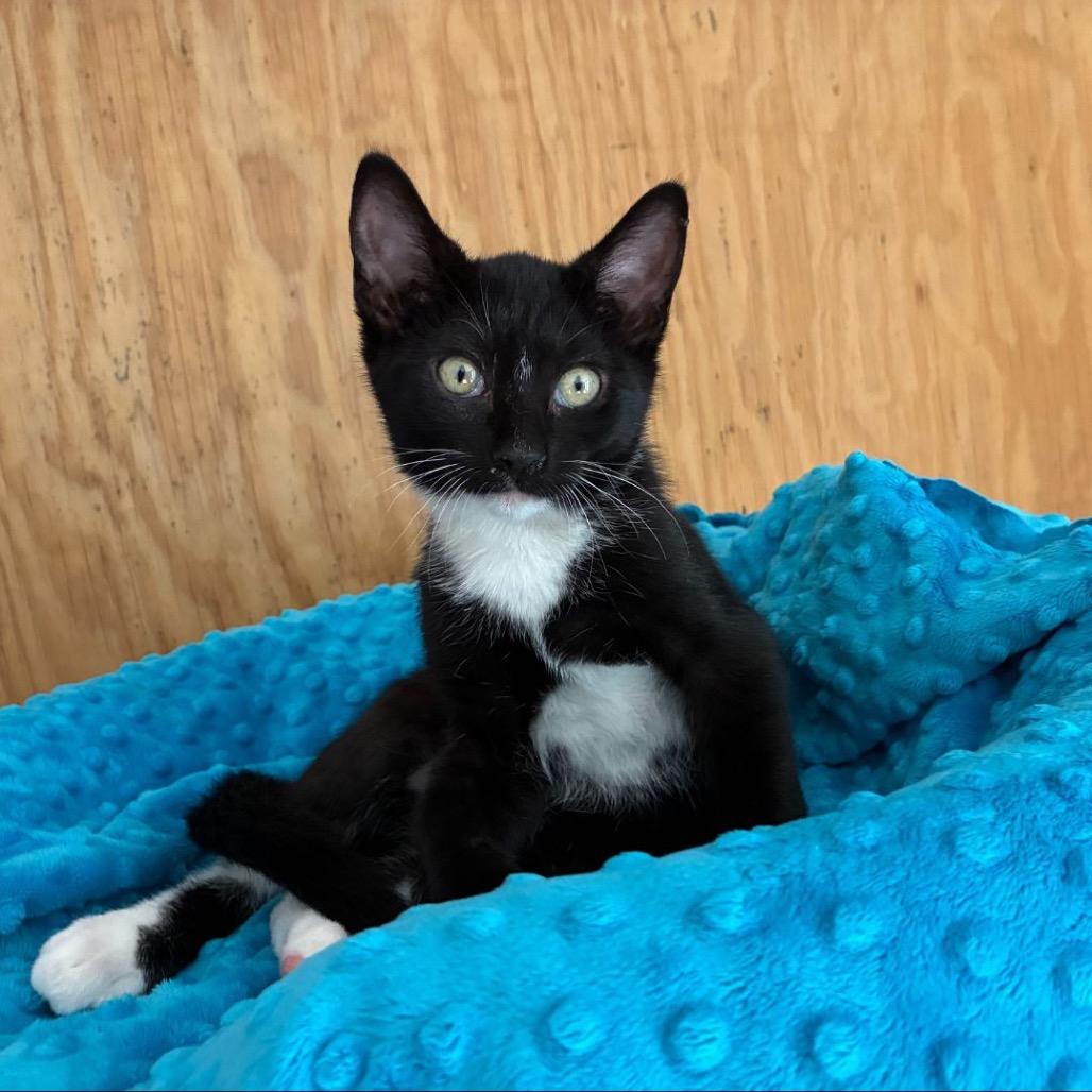 Cosmo, Adoptable, Young Male Domestic Short Hair.