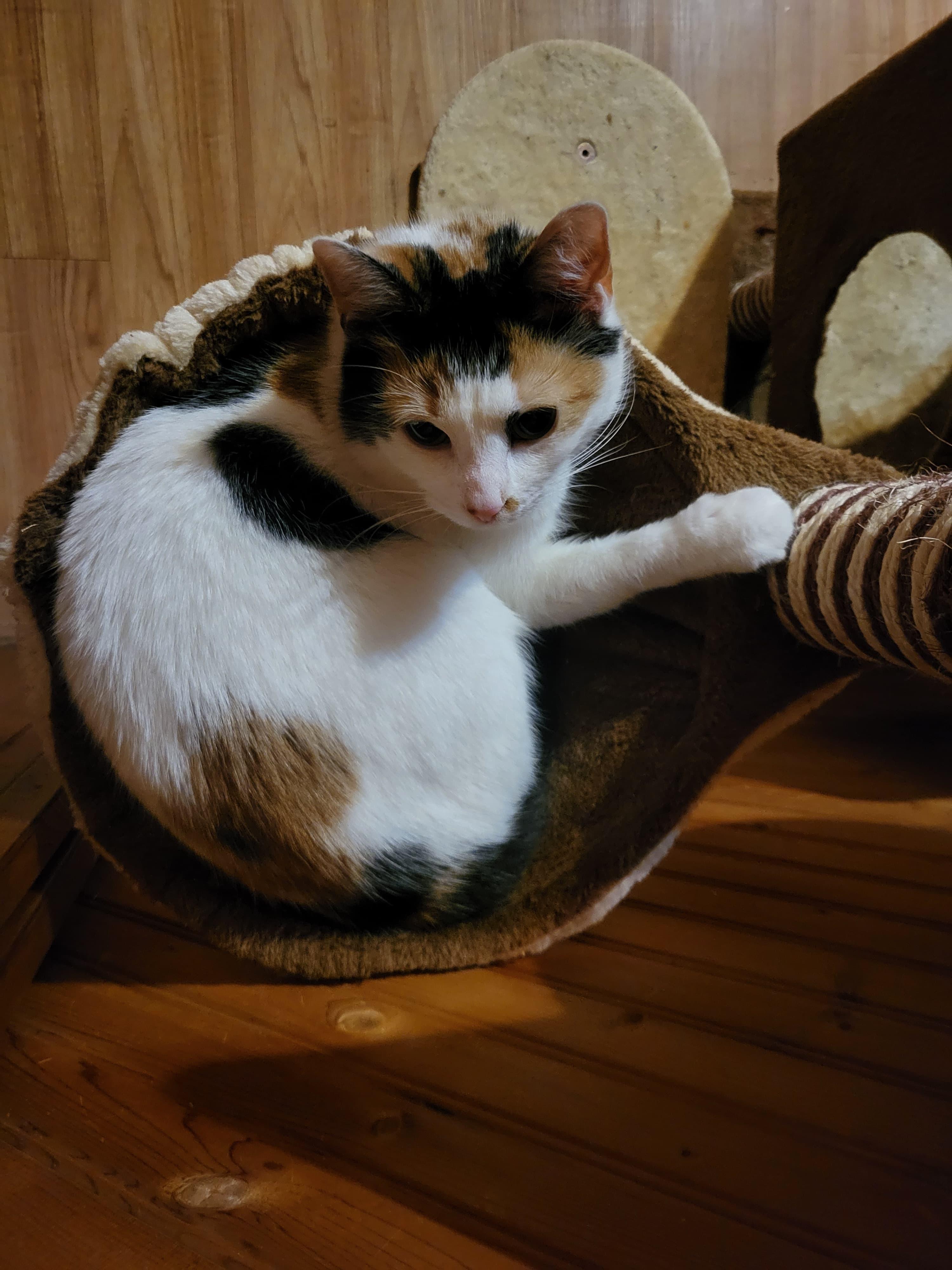 Enlarge Sammie & Meatloaf Courtesy Post , a ADOPTABLE Domestic Short Hair in Columbia, MD image 3/4