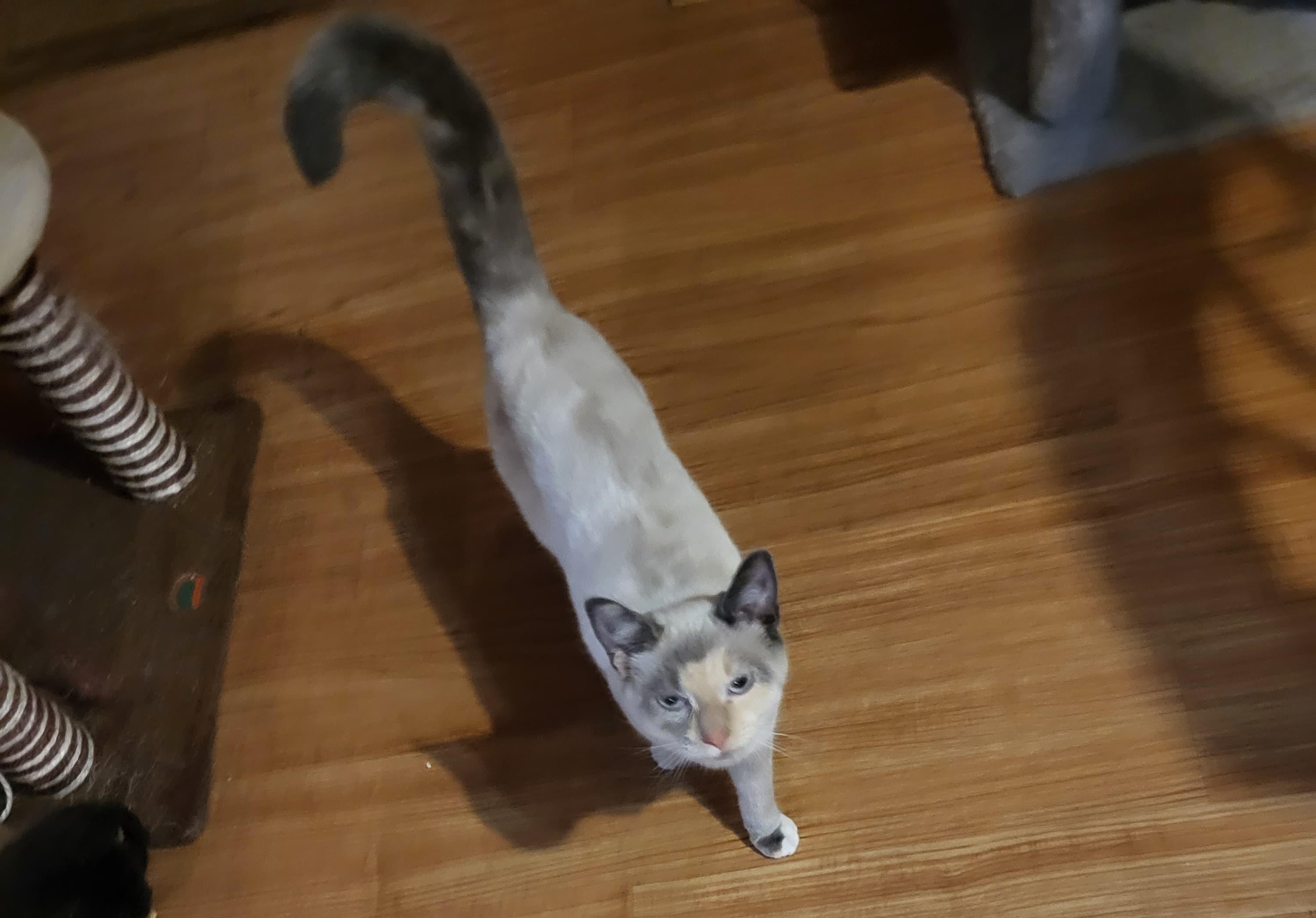 Enlarge Sammie & Meatloaf Courtesy Post , a ADOPTABLE Domestic Short Hair in Columbia, MD image 1/4