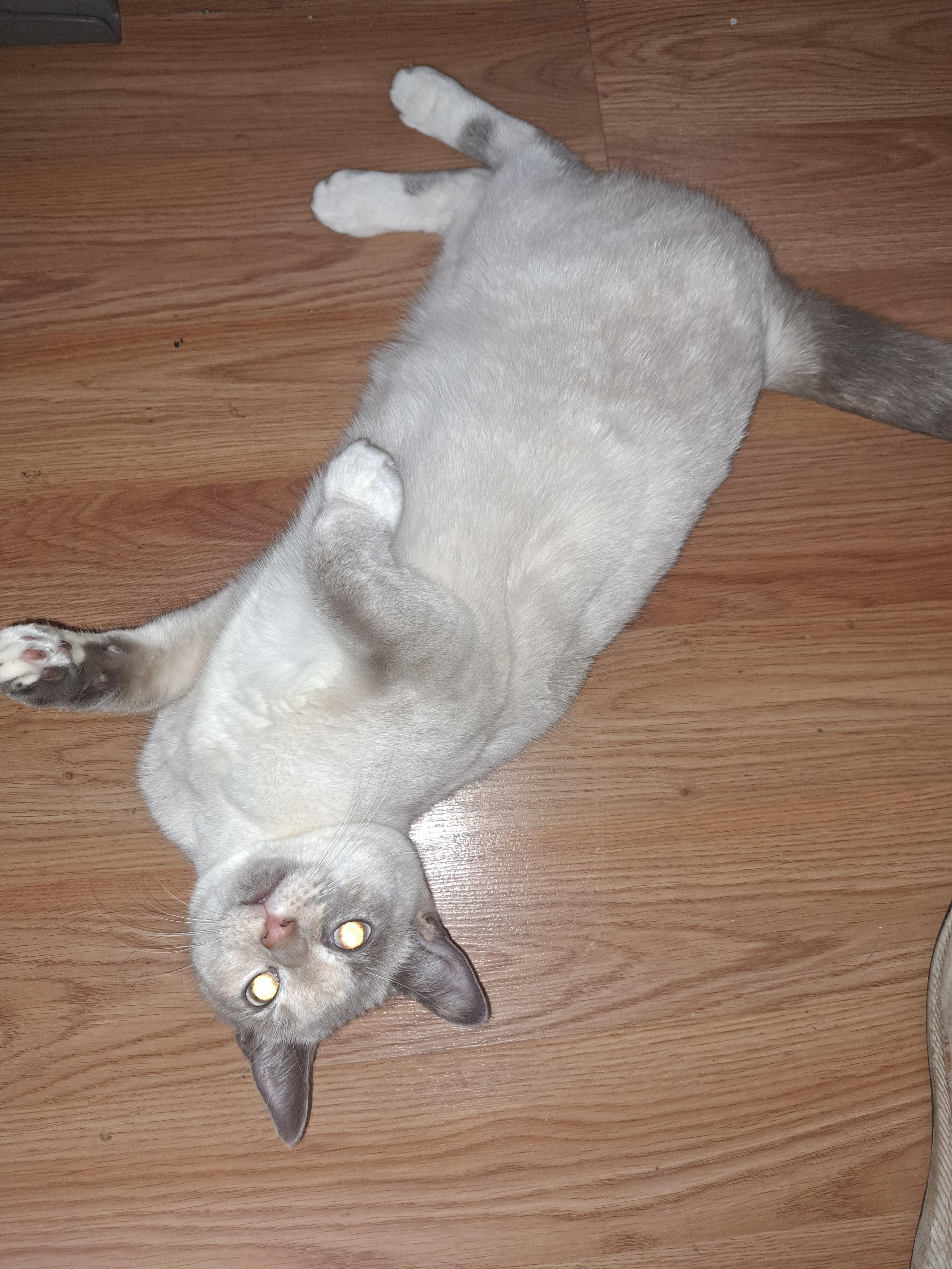 Enlarge Sammie & Meatloaf Courtesy Post , a ADOPTABLE Domestic Short Hair in Columbia, MD image 2/4