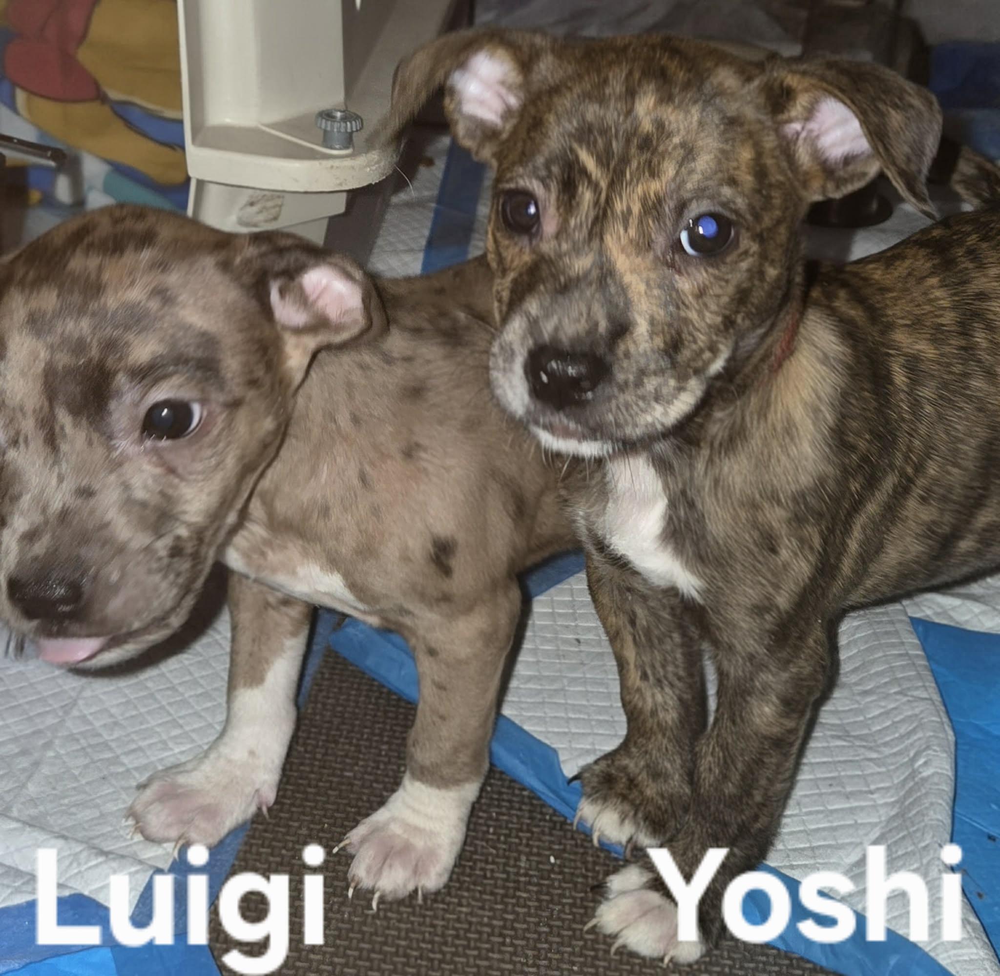 Enlarge Yoshi, a ADOPTABLE Mixed Breed in Cedar Rapids, IA image 4/5
