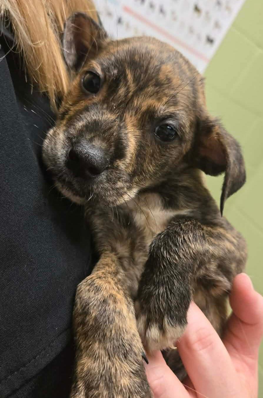 Enlarge Yoshi, a ADOPTABLE Mixed Breed in Cedar Rapids, IA image 3/5