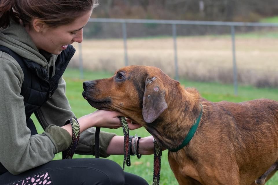 TOBY, a Adoptable mixed breed in Indiana, PA image 6/6