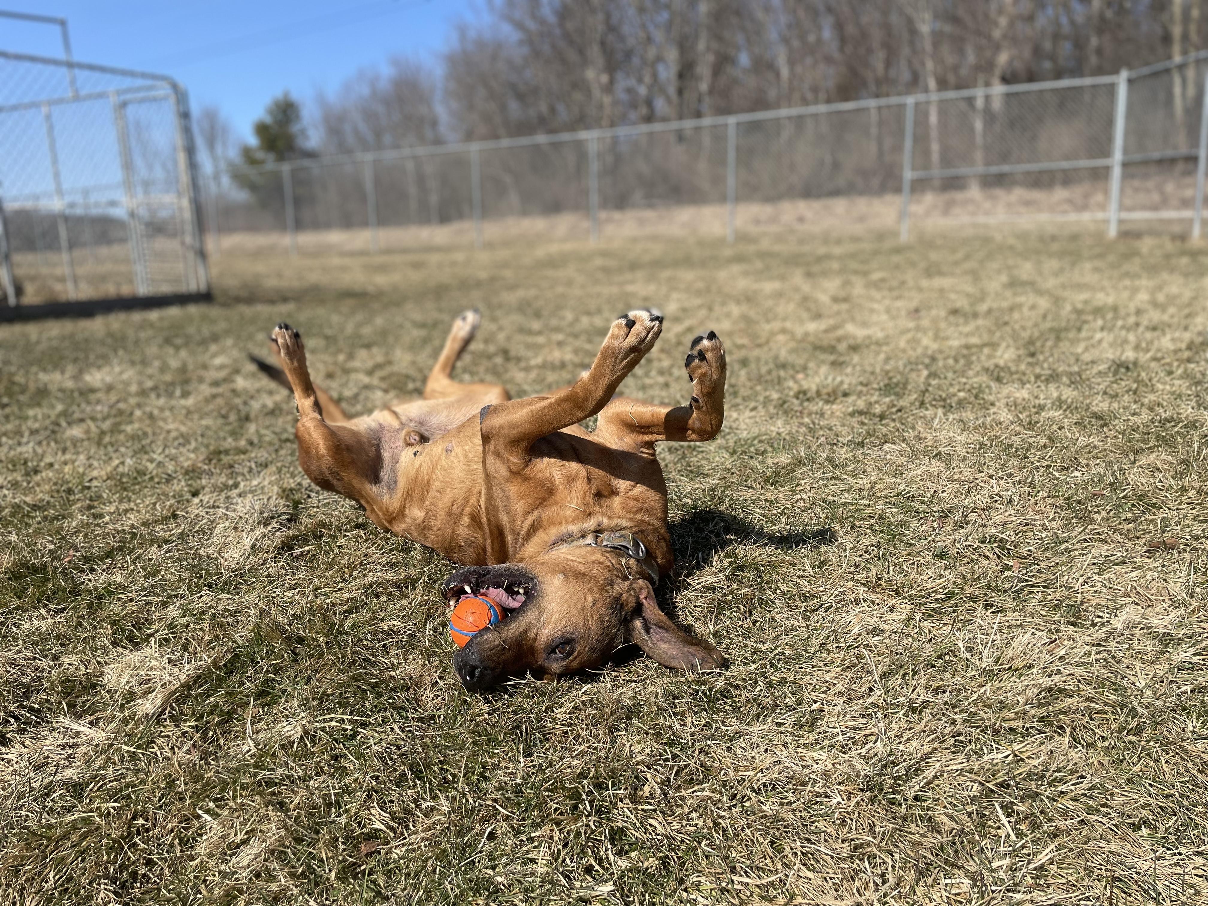TOBY, a Adoptable mixed breed in Indiana, PA image 1/6