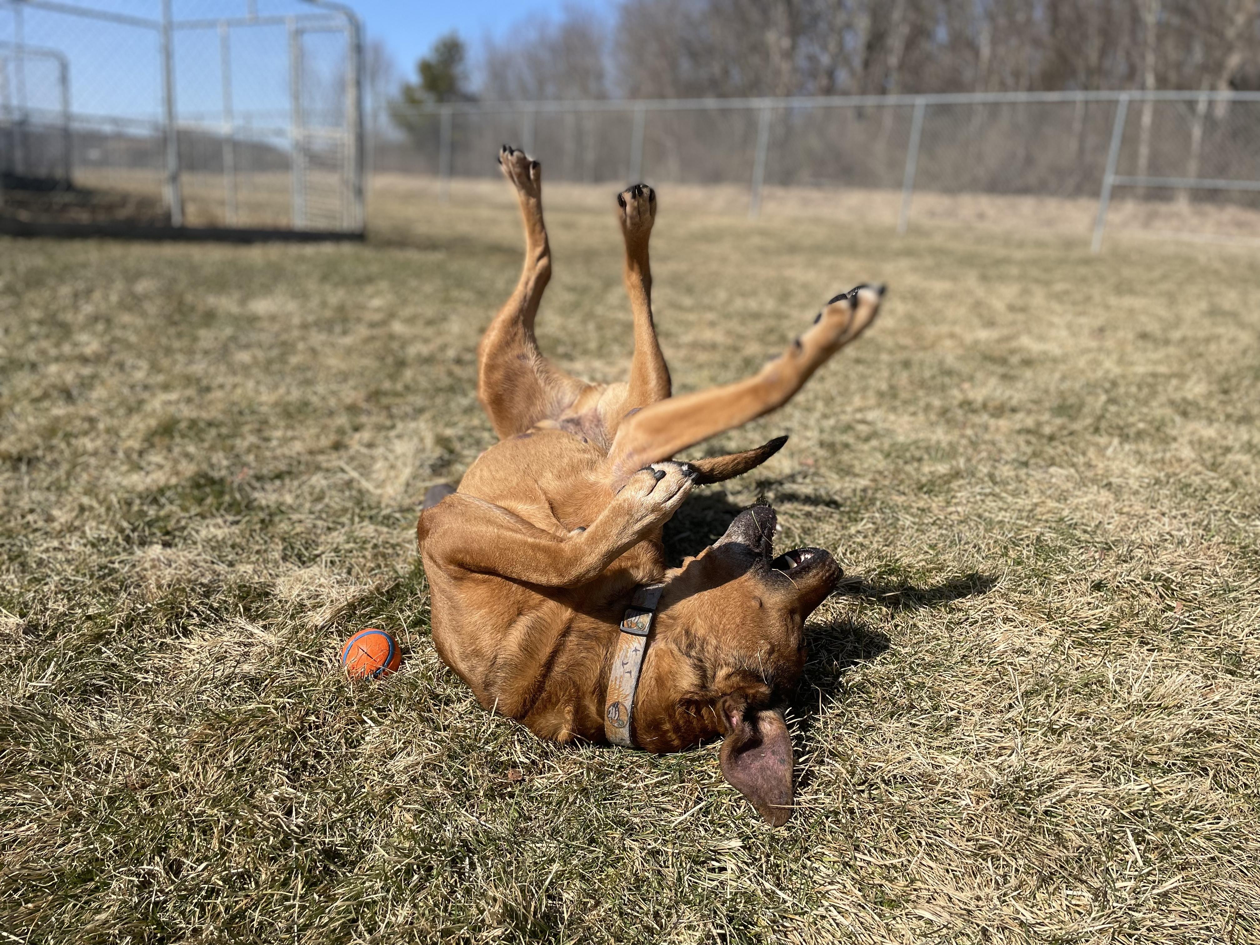 TOBY, a Adoptable mixed breed in Indiana, PA image 3/6