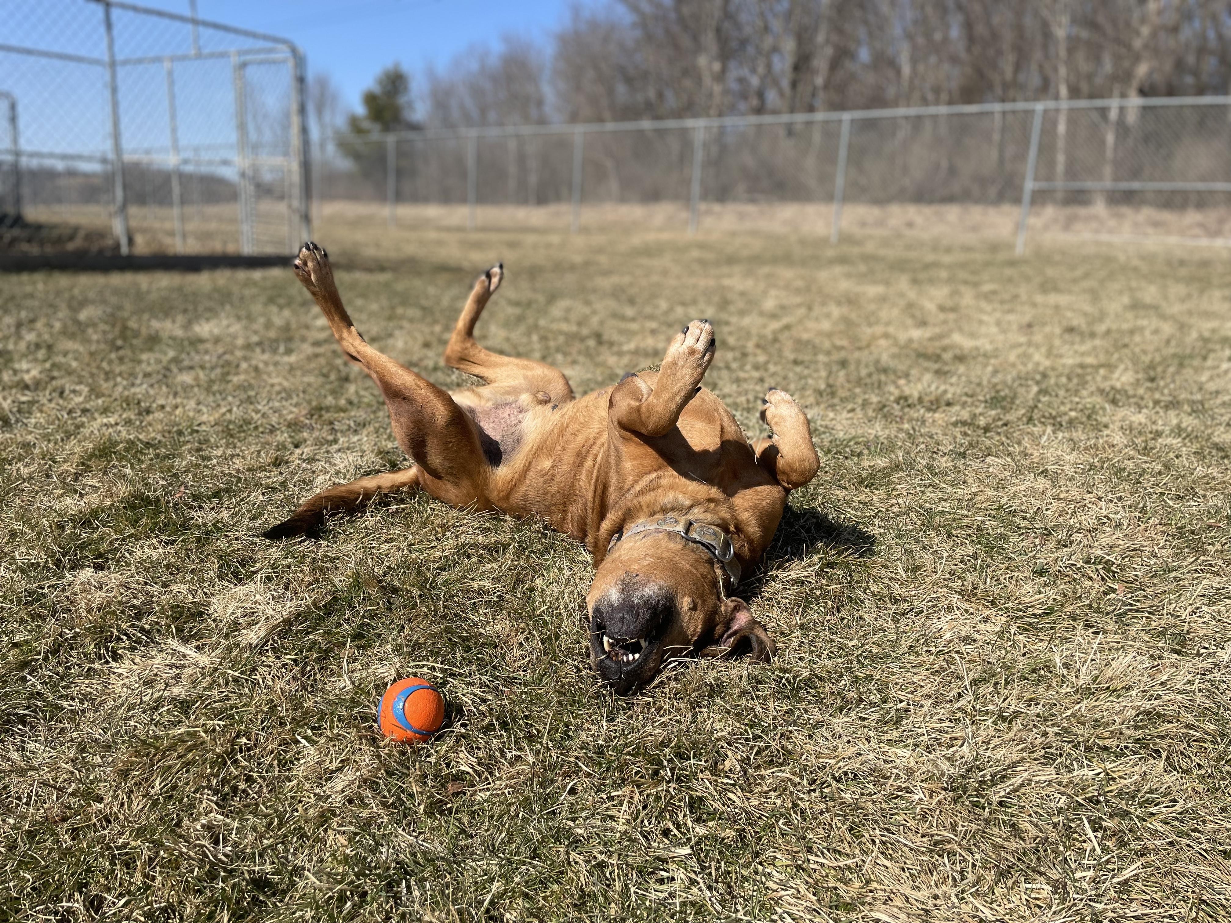 TOBY, a Adoptable mixed breed in Indiana, PA image 2/6