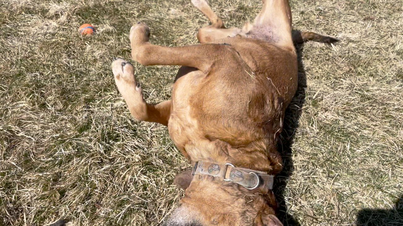 Enlarge TOBY, a Adoptable mixed breed in Indiana, PA video 4/6