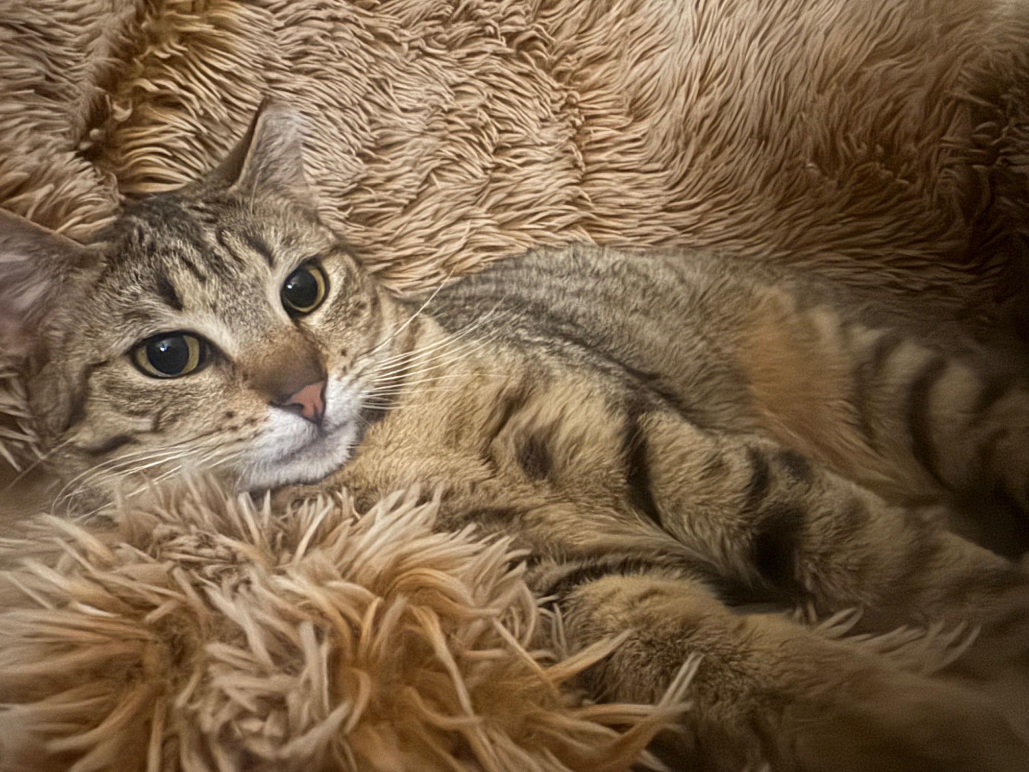 Enlarge Aluxe, a Adoptable Domestic Short Hair in Lodi, CA image 1/4