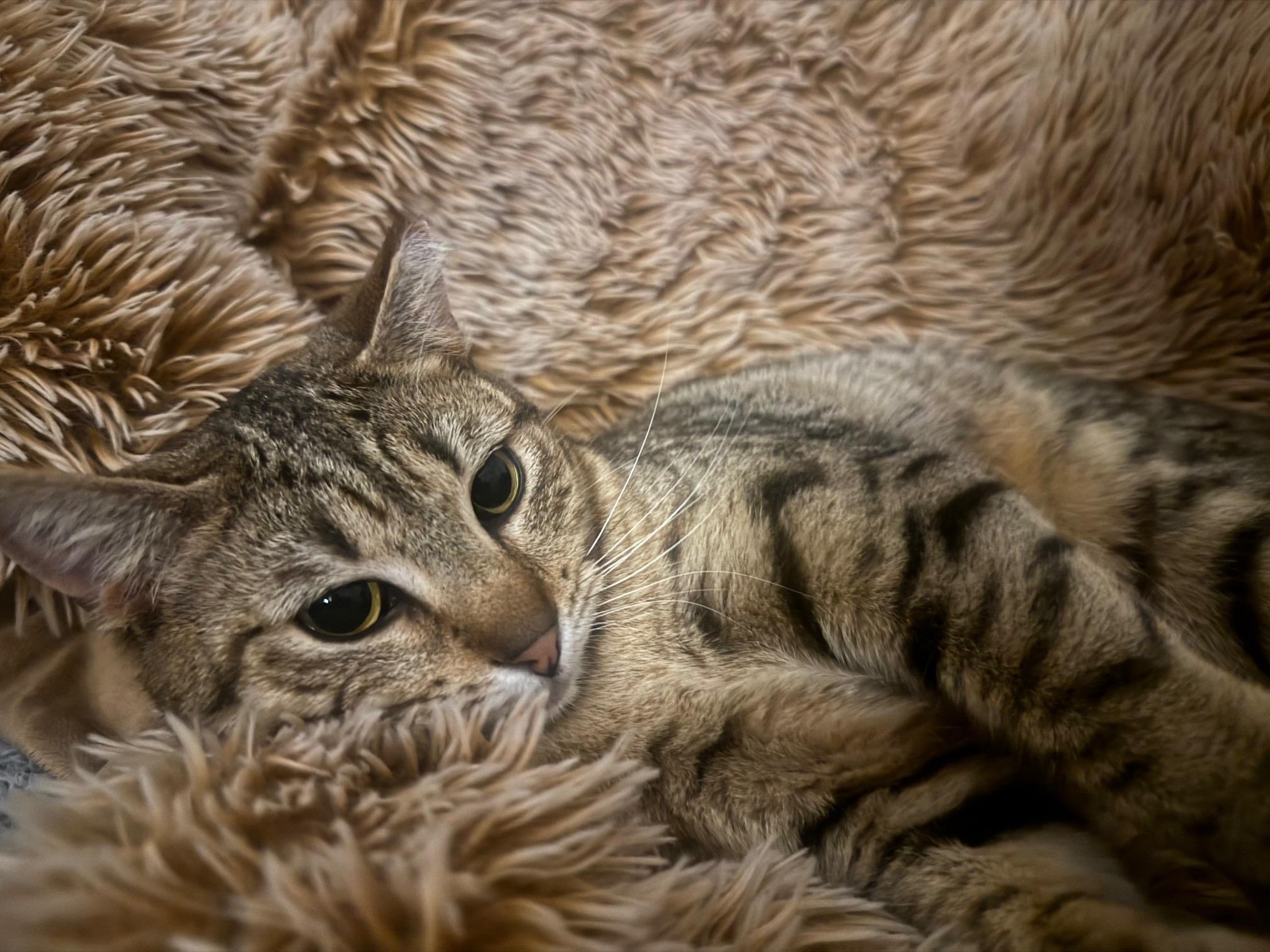 Enlarge Aluxe, a Adoptable Domestic Short Hair in Lodi, CA image 2/4