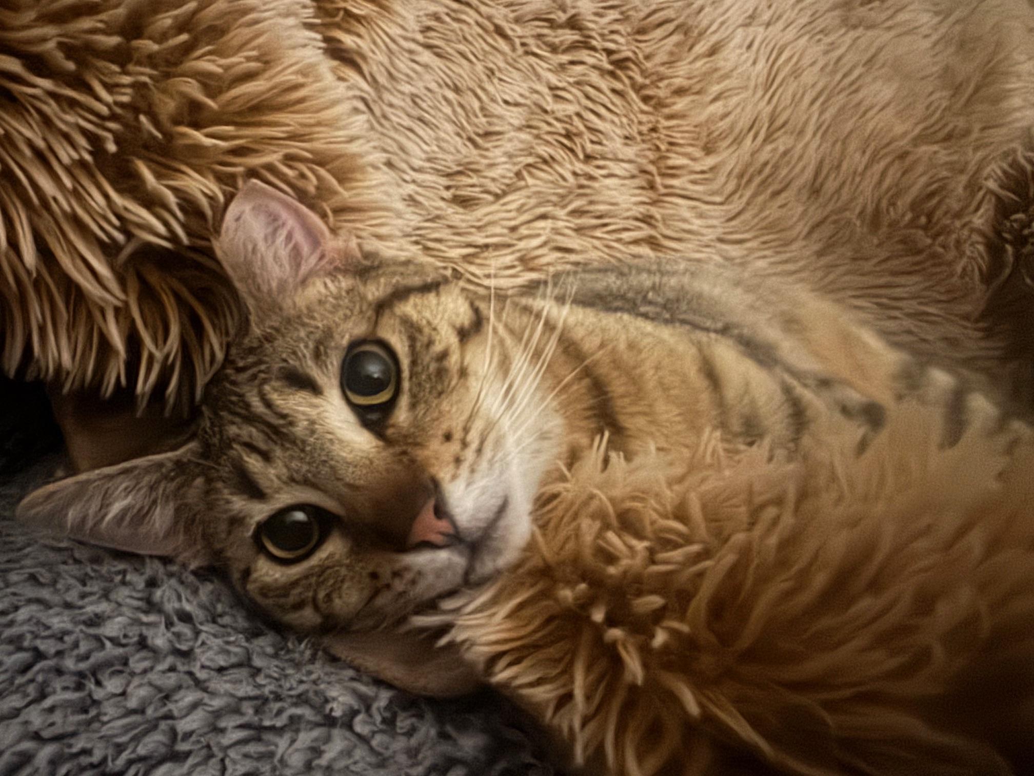 Enlarge Aluxe, a Adoptable Domestic Short Hair in Lodi, CA image 3/4