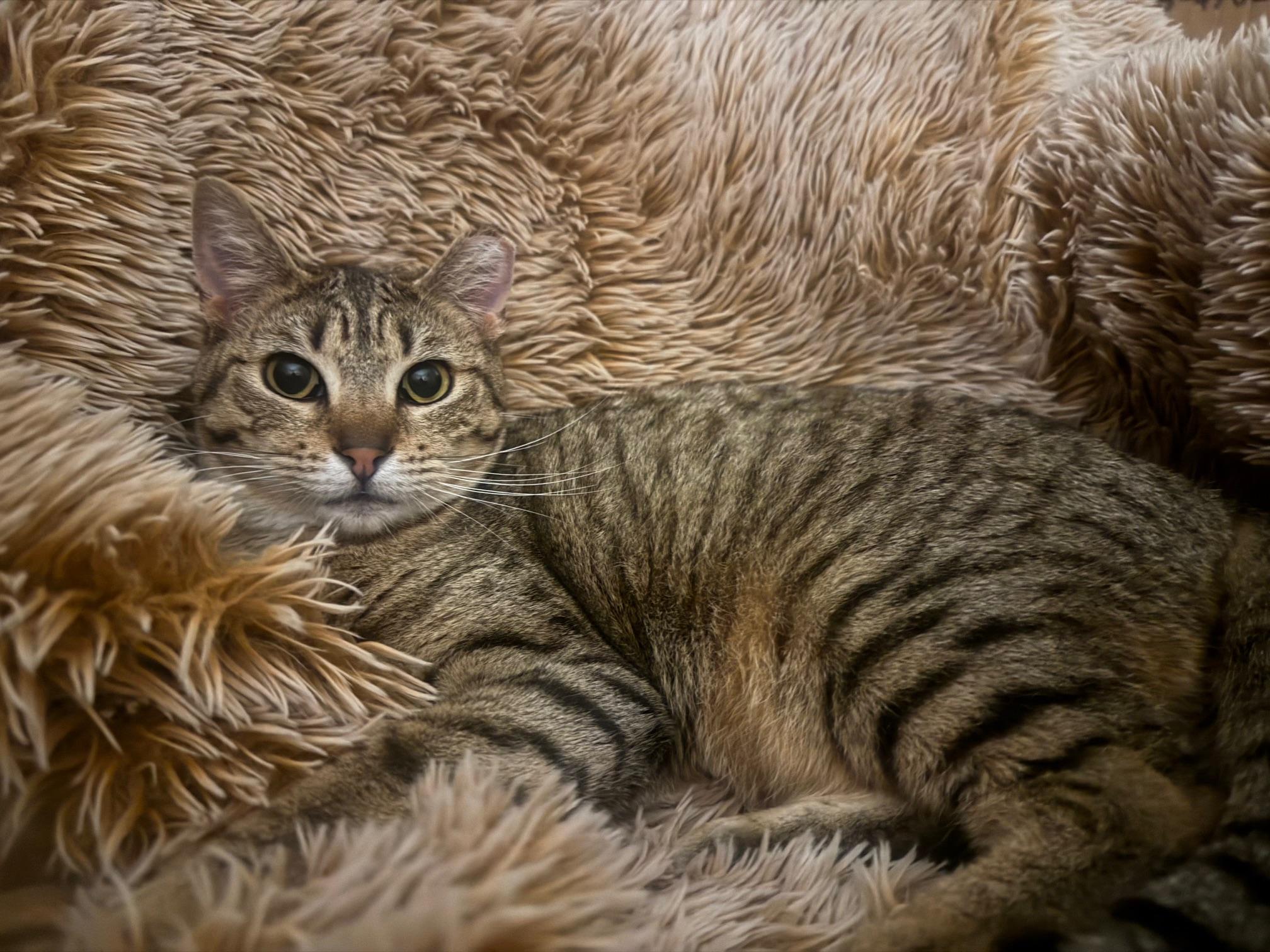 Enlarge Aluxe, a Adoptable Domestic Short Hair in Lodi, CA image 4/4