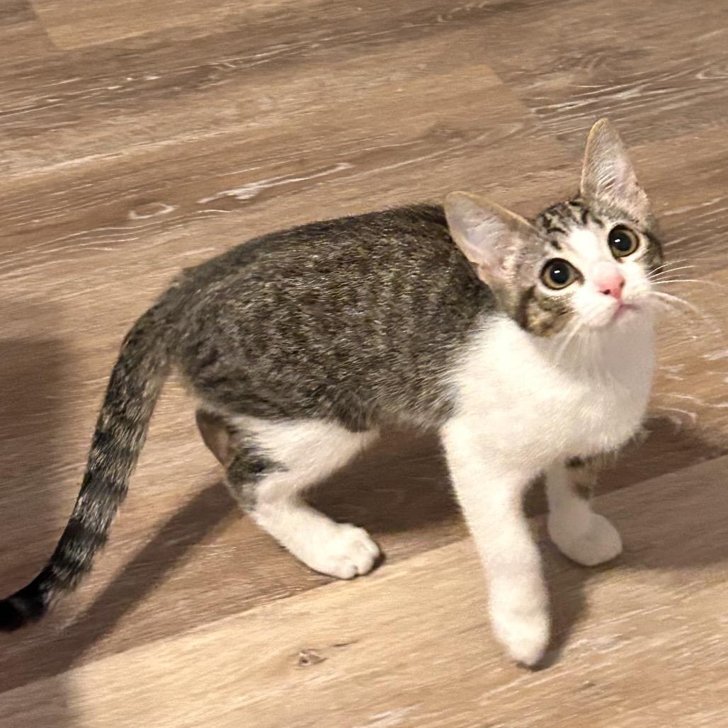 Enlarge Grounds Keeper, a Adoptable Domestic Short Hair in Boerne, TX image 1/5