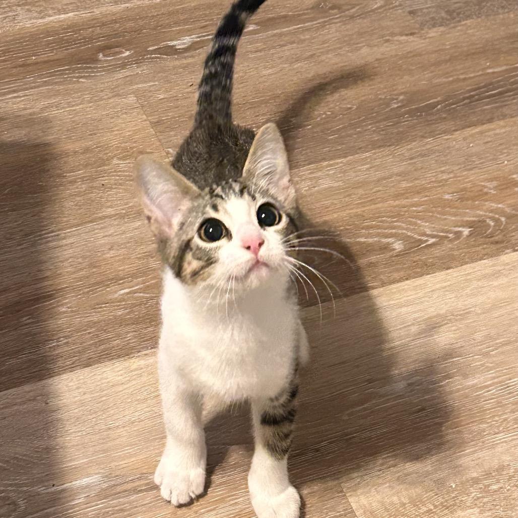 Enlarge Grounds Keeper, a Adoptable Domestic Short Hair in Boerne, TX image 2/5
