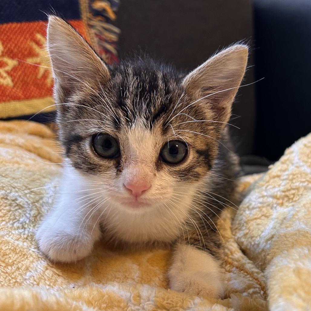 Grounds Keeper, Adoptable, Kitten Male Domestic Short Hair.