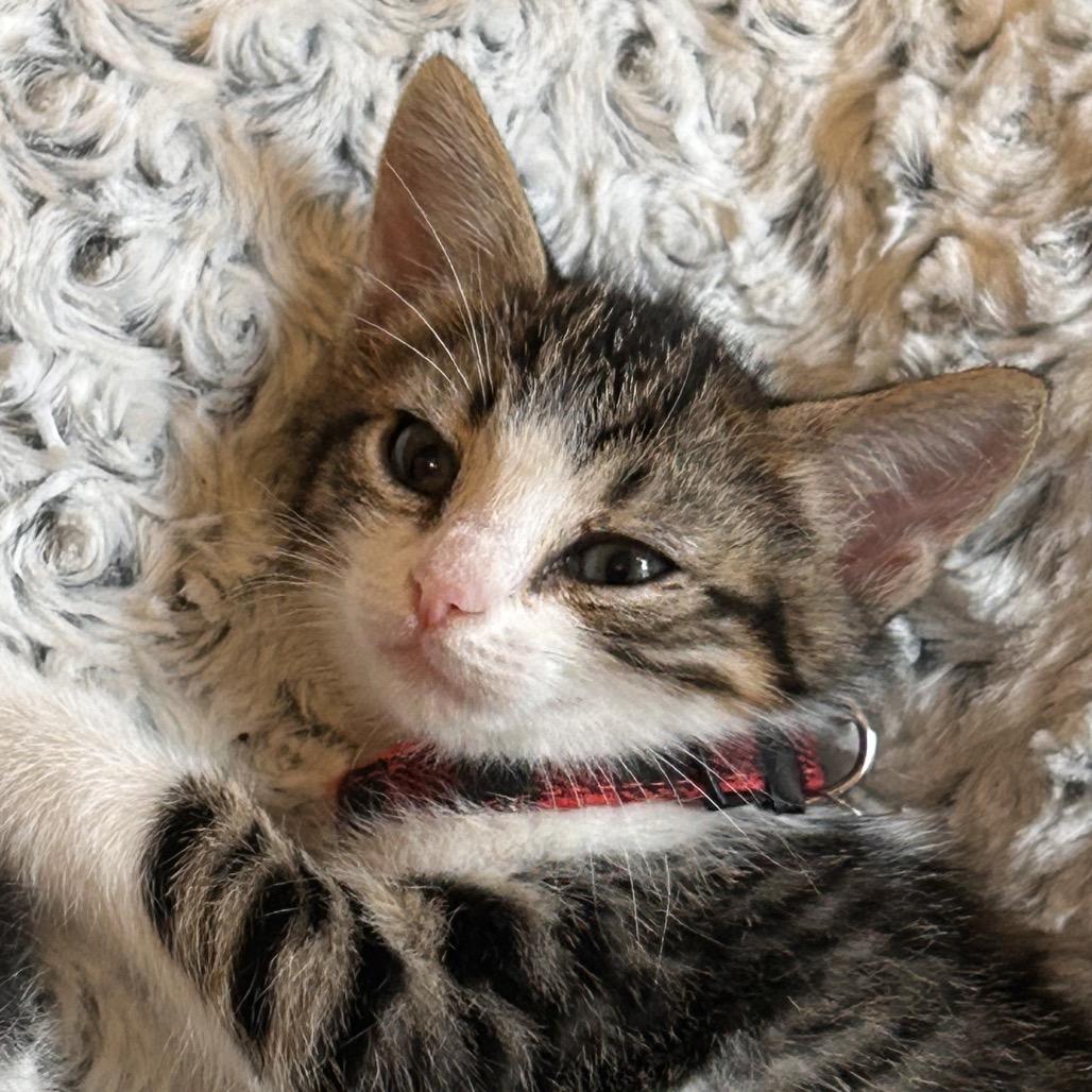 Enlarge Grounds Keeper, a Adoptable Domestic Short Hair in Boerne, TX image 5/5