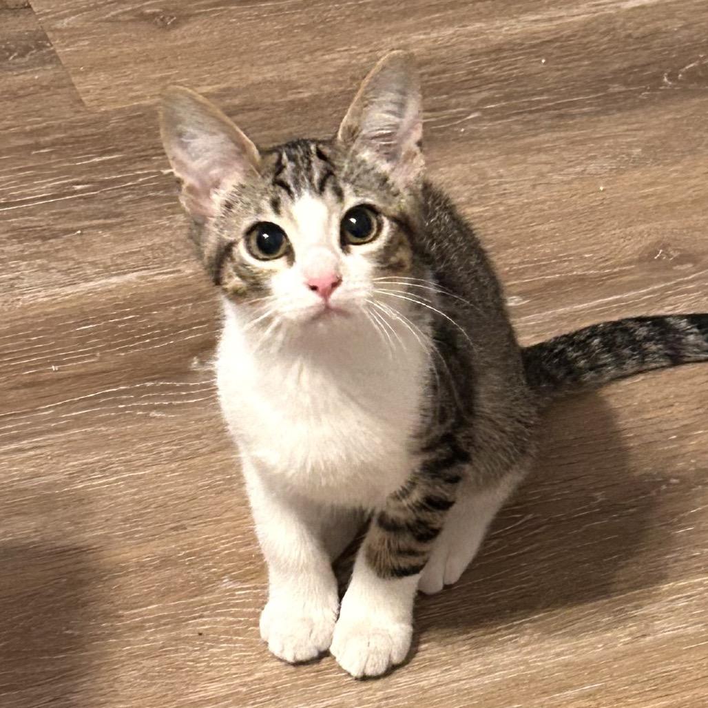 Enlarge Grounds Keeper, a Adoptable Domestic Short Hair in Boerne, TX image 4/5