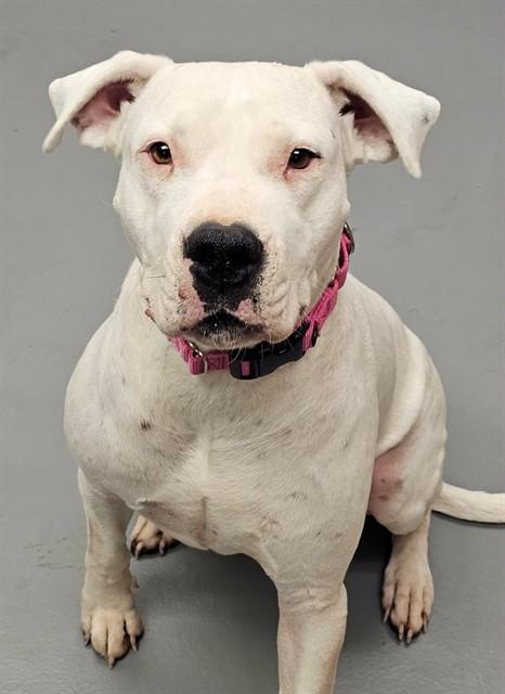 Enlarge Valentine, an adoptable Dogo Argentino in Phoenix, OR image 1/1