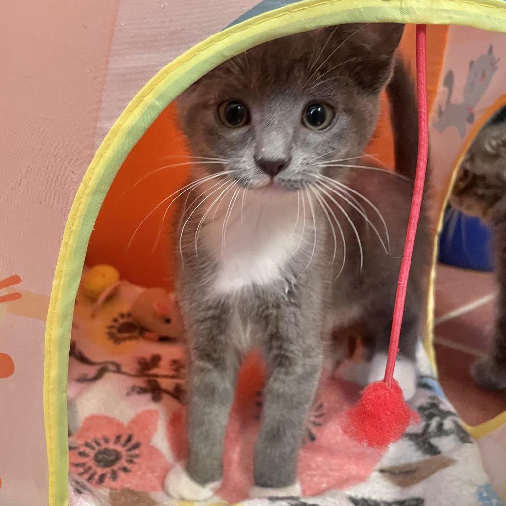 Will, Adoptable, Kitten Male Domestic Short Hair.