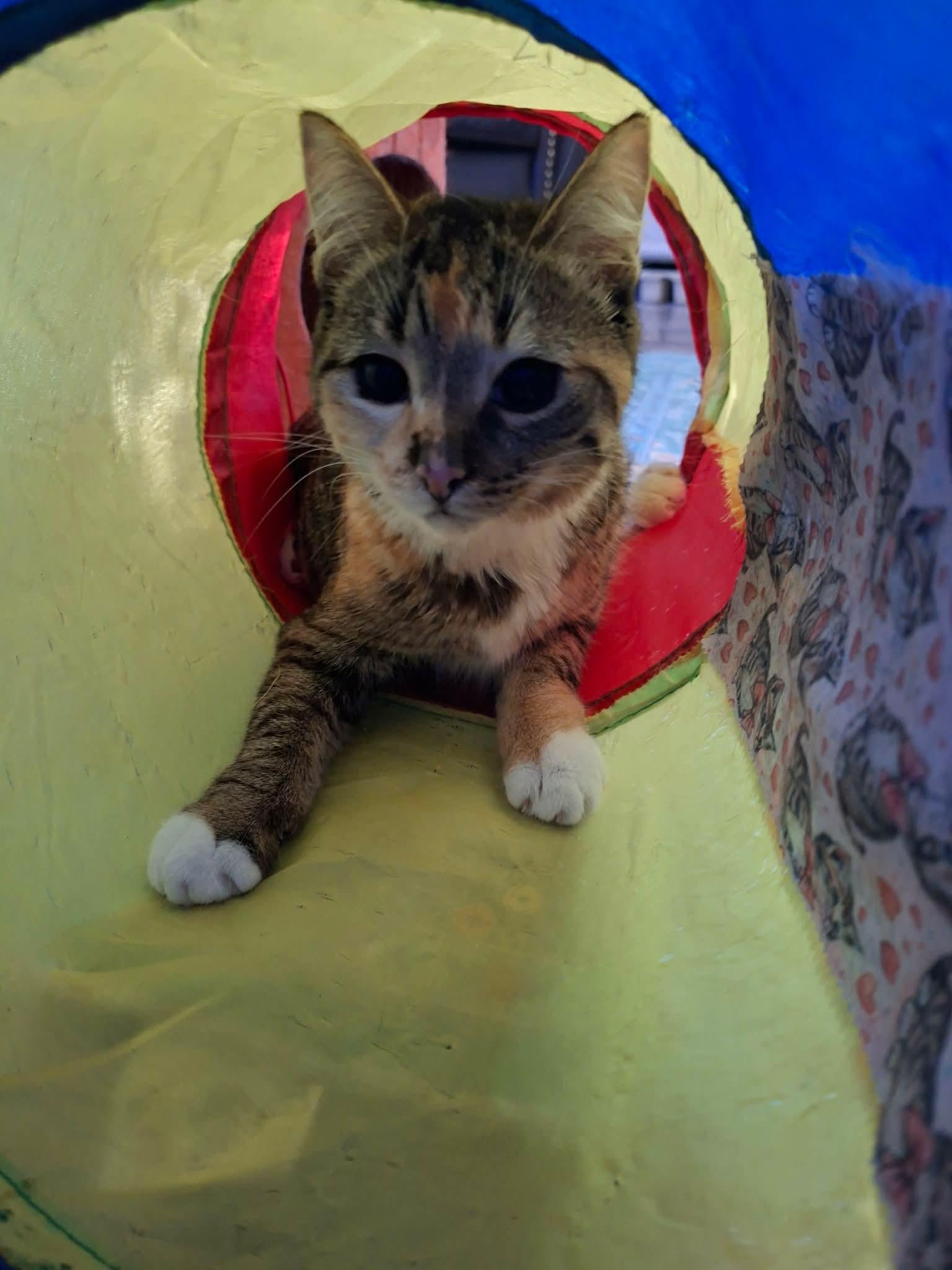Enlarge Linus and Lucy, CH Kitties-Bonded Pair, a Adoptable Domestic Short Hair in Mears, MI image 2/5