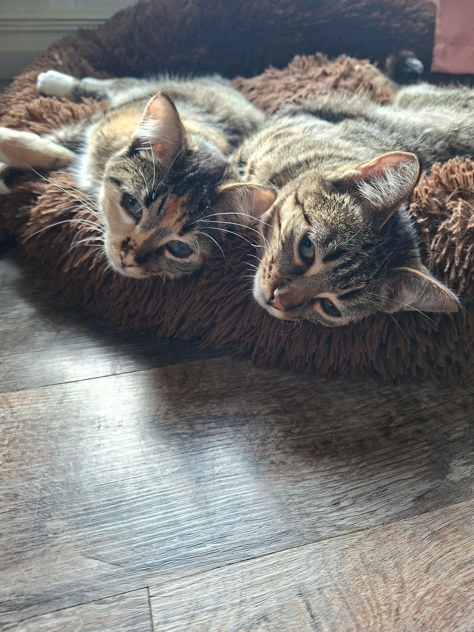 Enlarge Linus and Lucy, CH Kitties-Bonded Pair, a Adoptable Domestic Short Hair in Mears, MI image 1/5