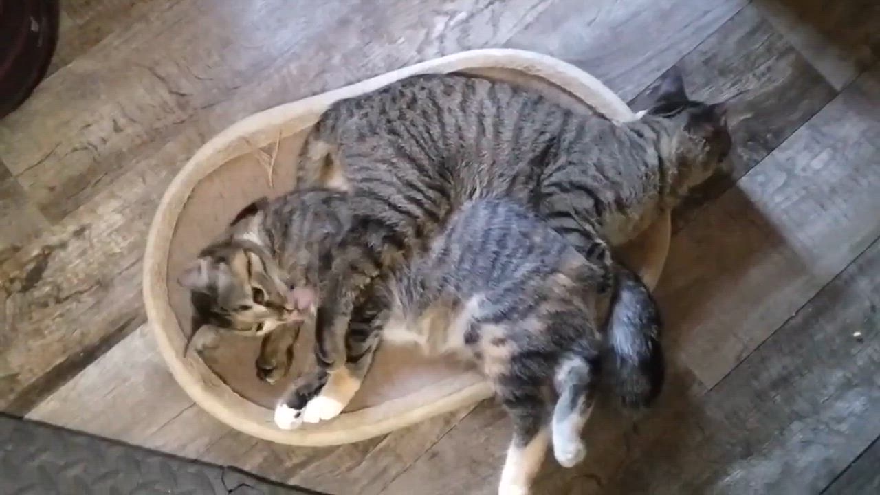 Enlarge Linus and Lucy, CH Kitties-Bonded Pair, a Adoptable Domestic Short Hair in Mears, MI video 5/5