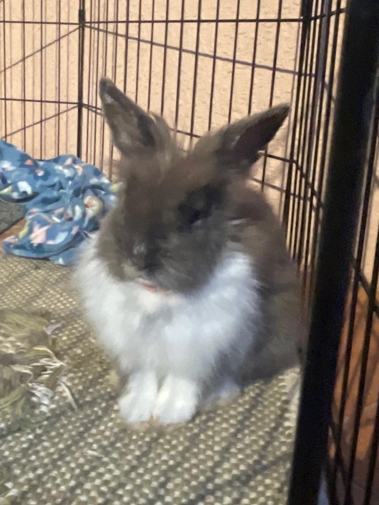 Murphy, Adopted, Young Male Dutch.