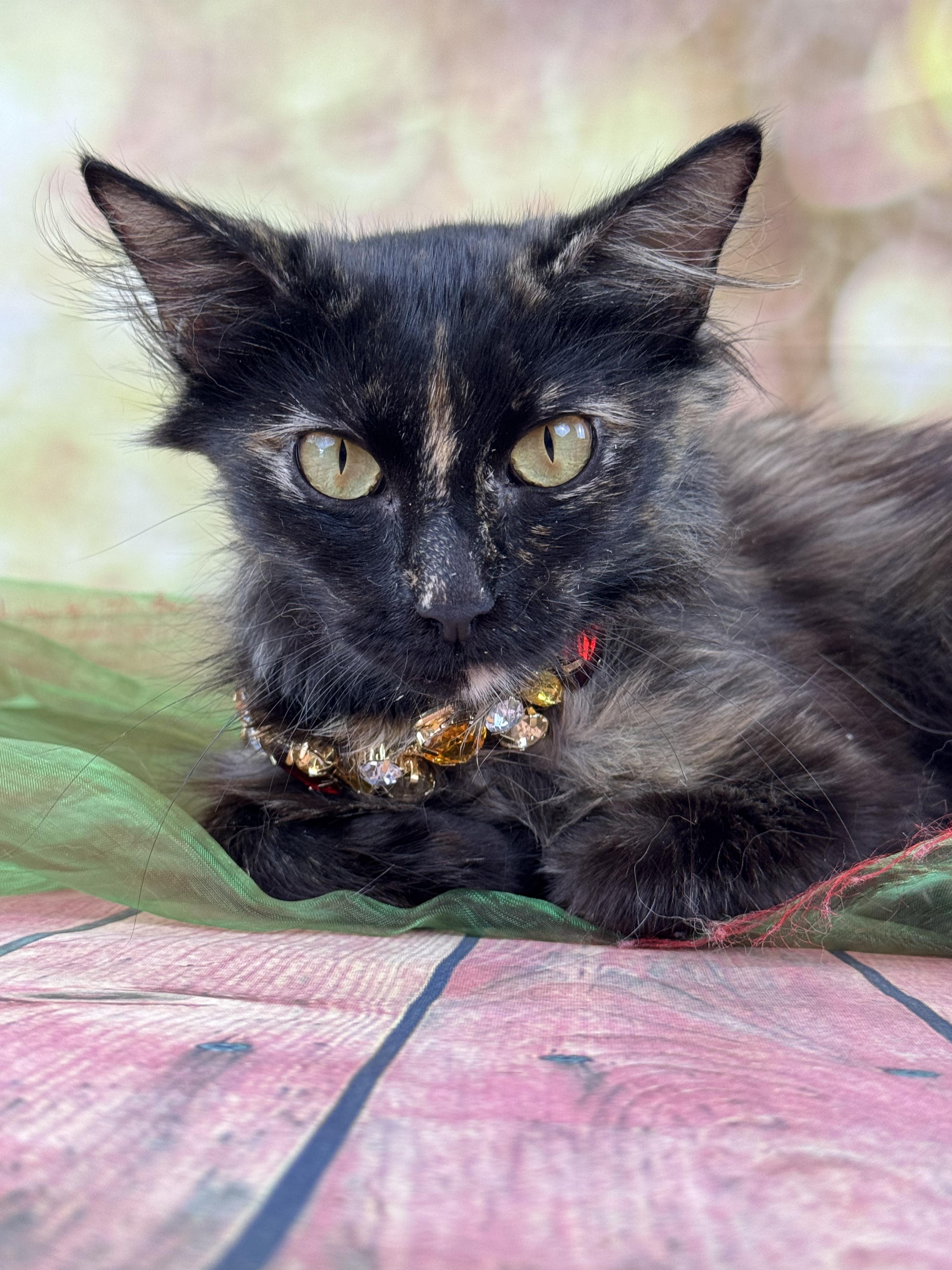 Enlarge Cambria, a ADOPTABLE Domestic Long Hair in Houston, TX image 3/6