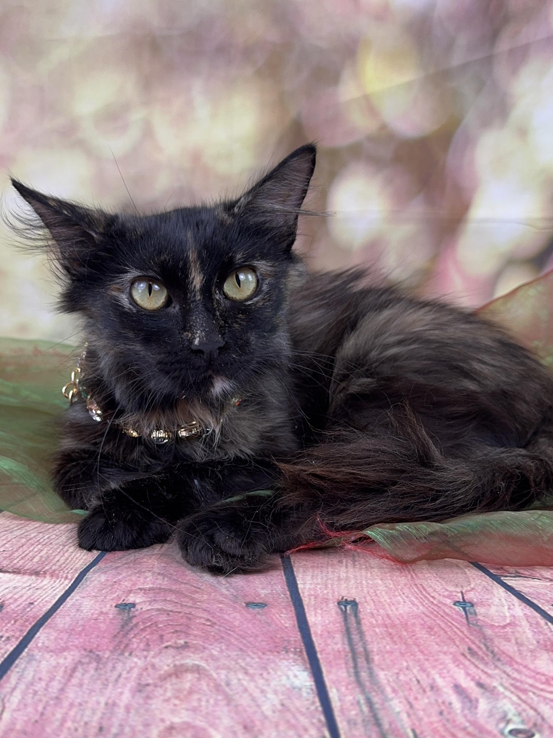 Cambria, ADOPTABLE, Kitten Female Domestic Long Hair.