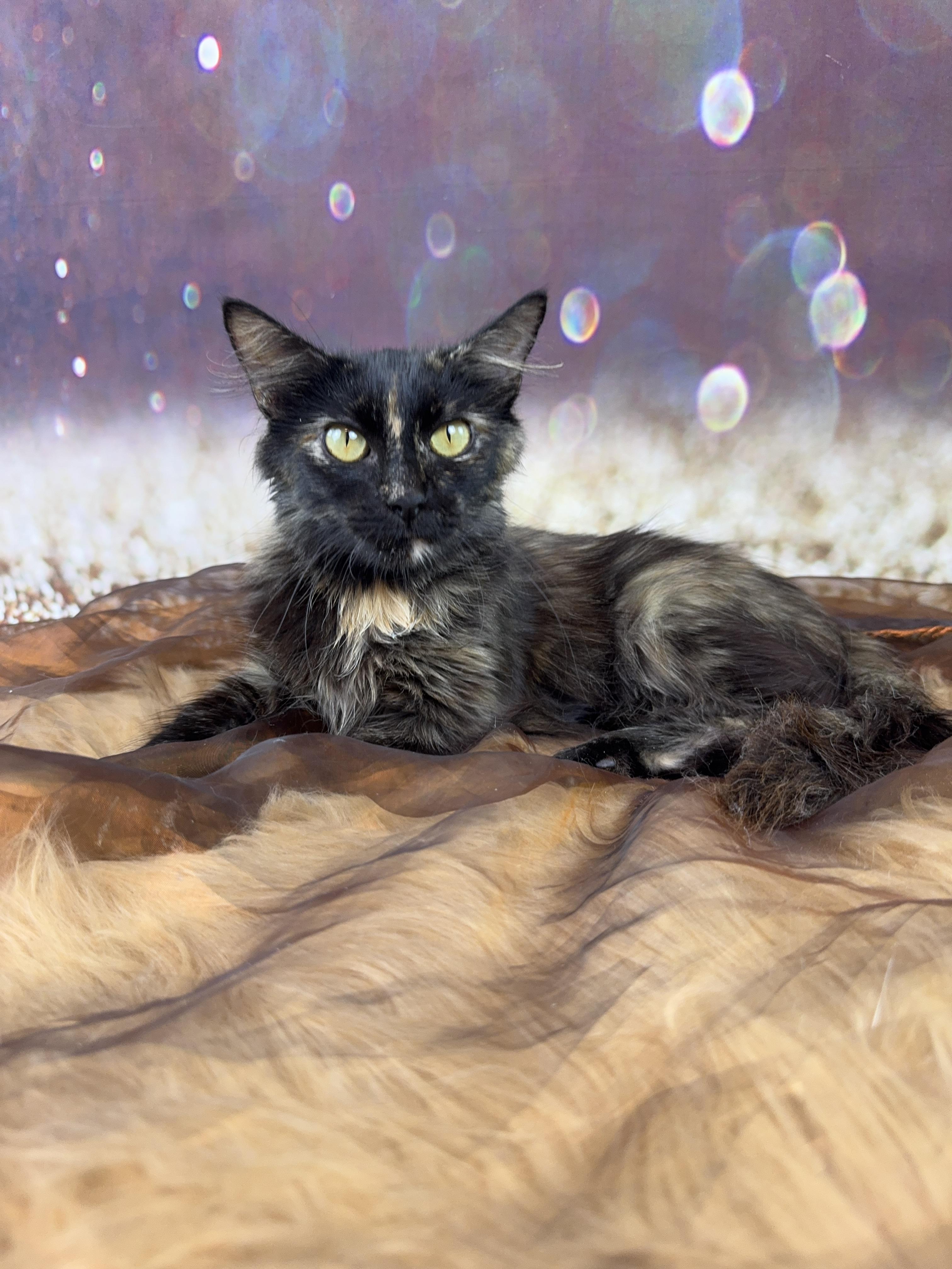 Enlarge Cambria, a ADOPTABLE Domestic Long Hair in Houston, TX image 2/6