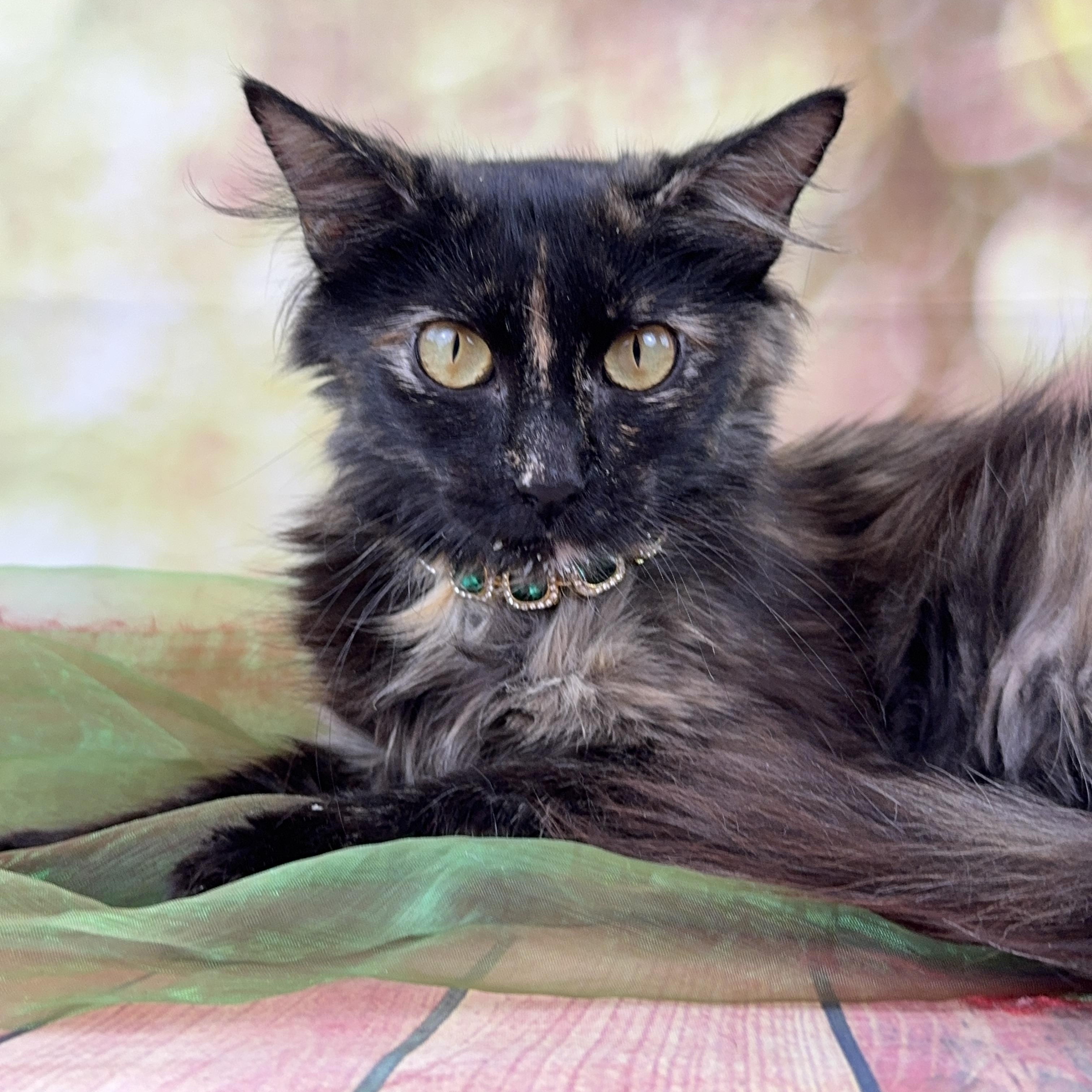 Enlarge Cambria, a ADOPTABLE Domestic Long Hair in Houston, TX image 4/6