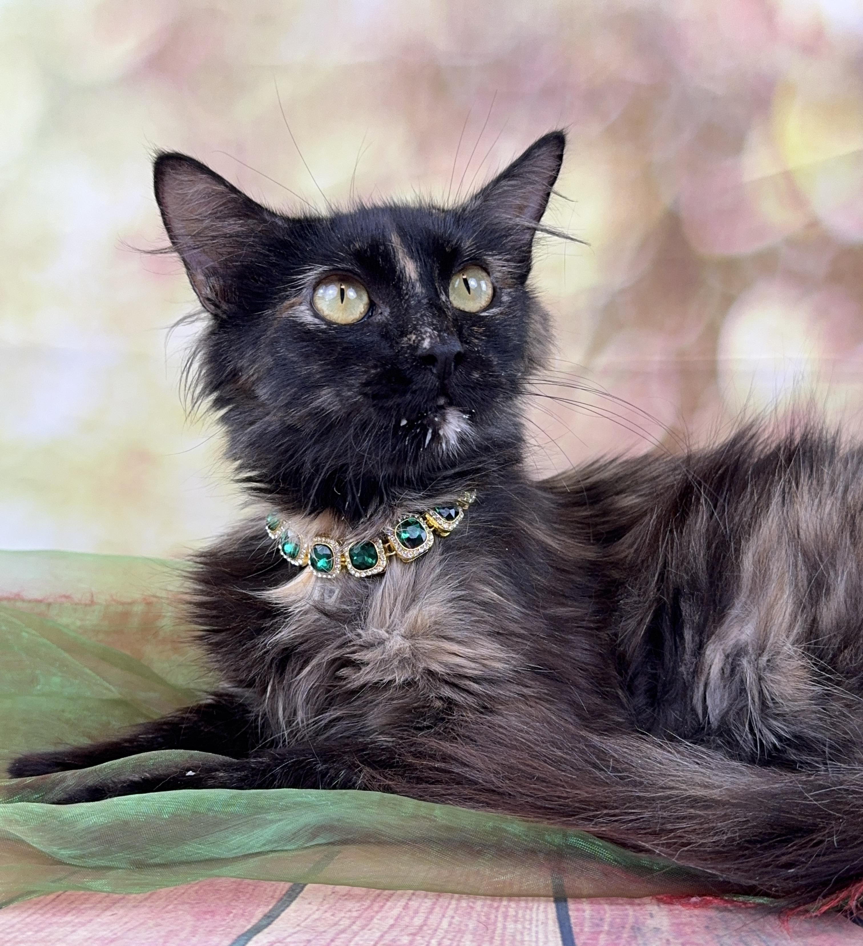Enlarge Cambria, a ADOPTABLE Domestic Long Hair in Houston, TX image 6/6