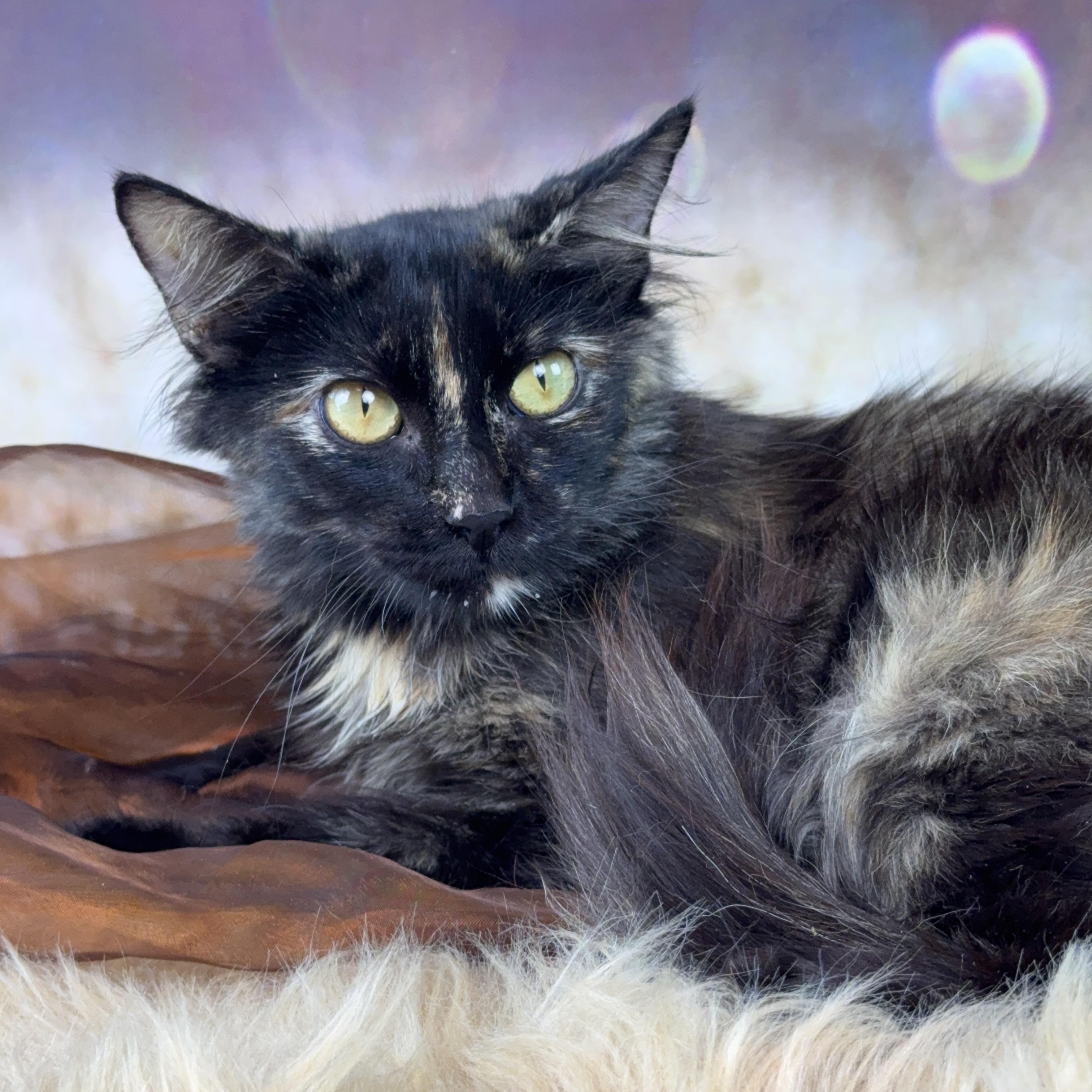 Enlarge Cambria, a ADOPTABLE Domestic Long Hair in Houston, TX image 5/6