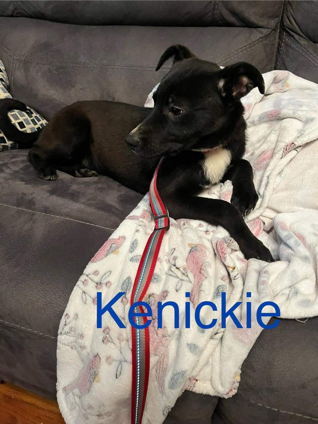 kenickie, Adoptable, Young Male Shepherd.