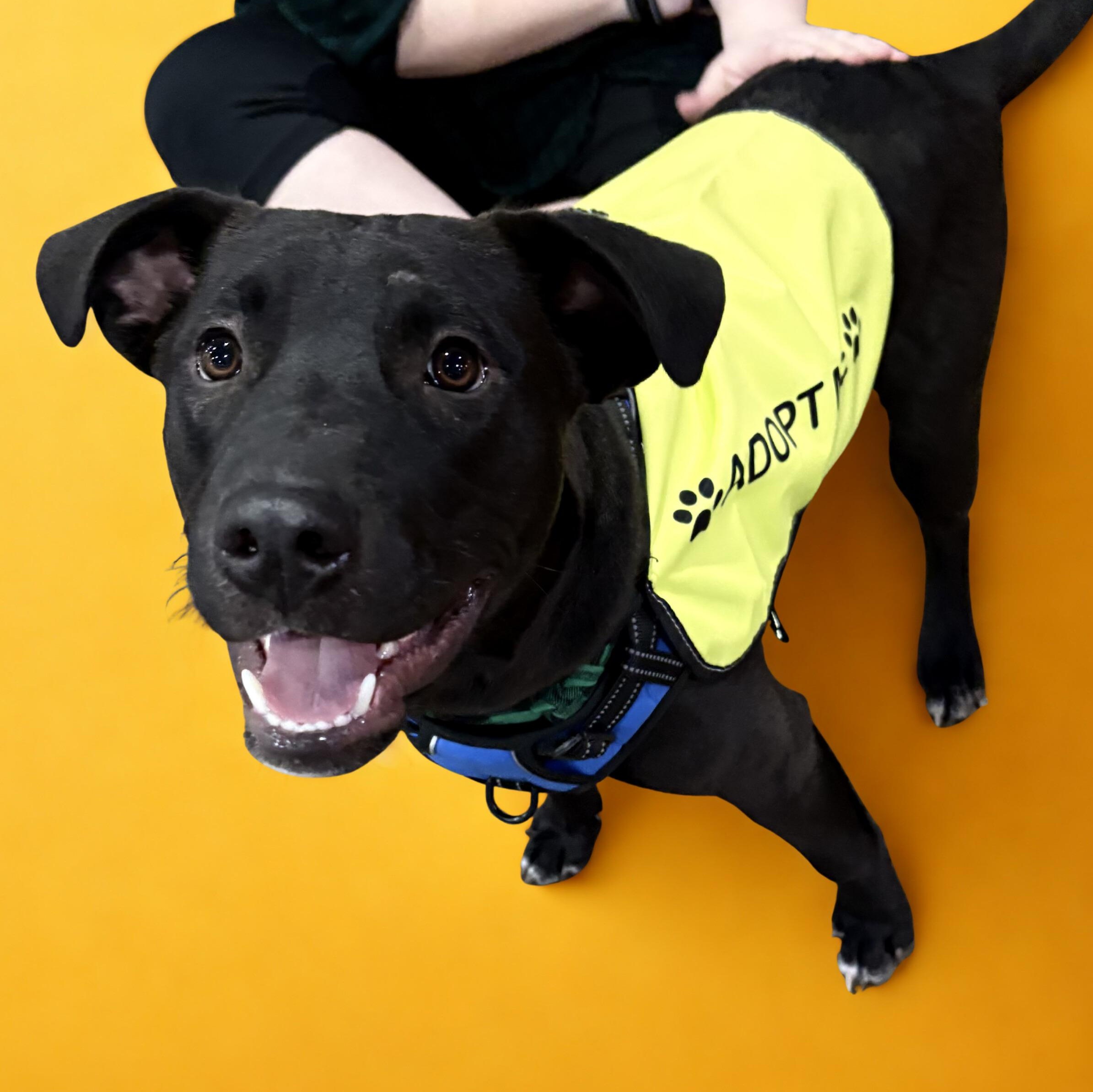 Bear — thumbnail 3