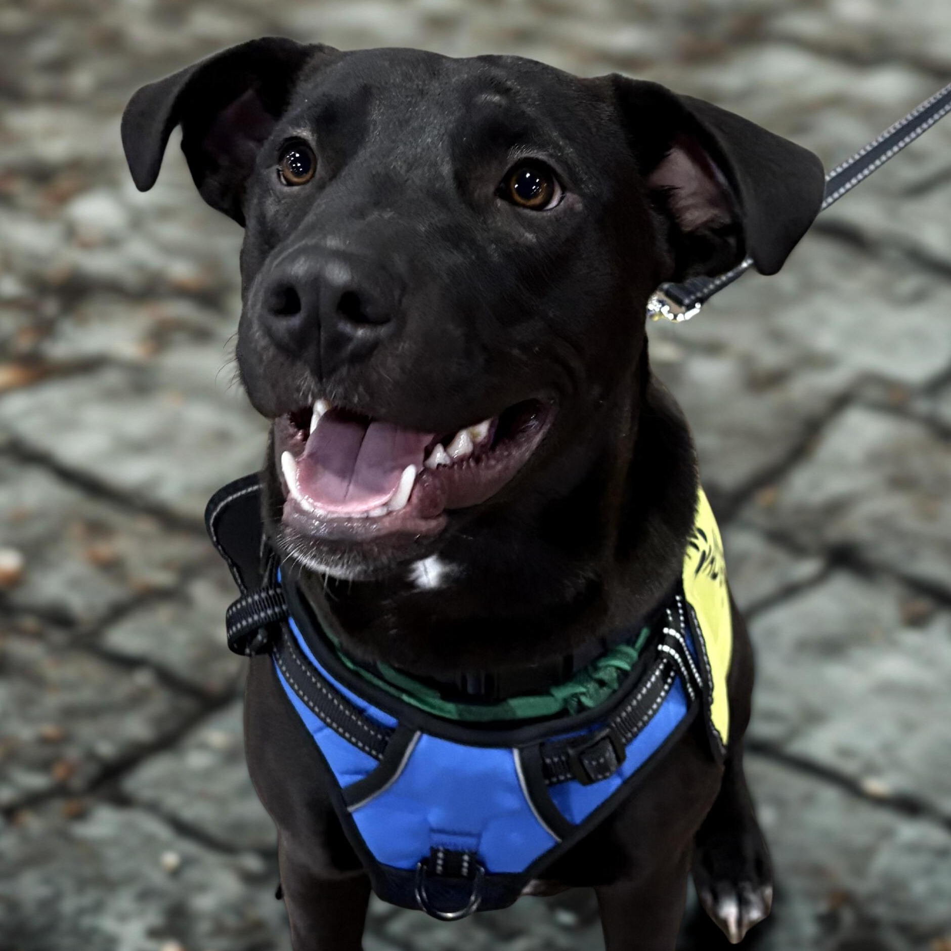 Bear — thumbnail 6