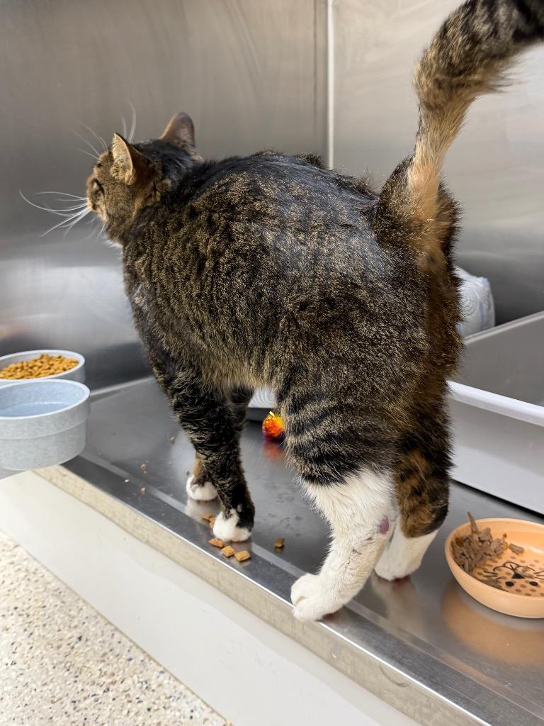 Enlarge Boba, a Adoptable mixed breed in Glenfield, NY image 1/5